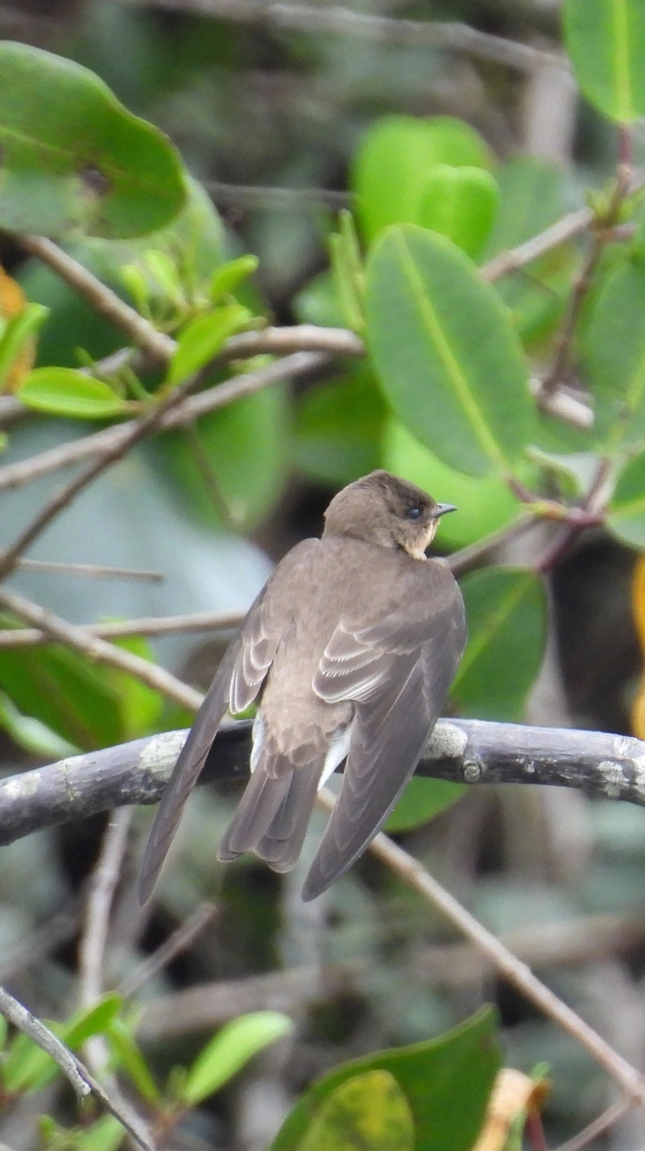 Andorinha-serradora (Stelgidopteryx ruficollis), aves, fotografado em Perequê, Ilhabela