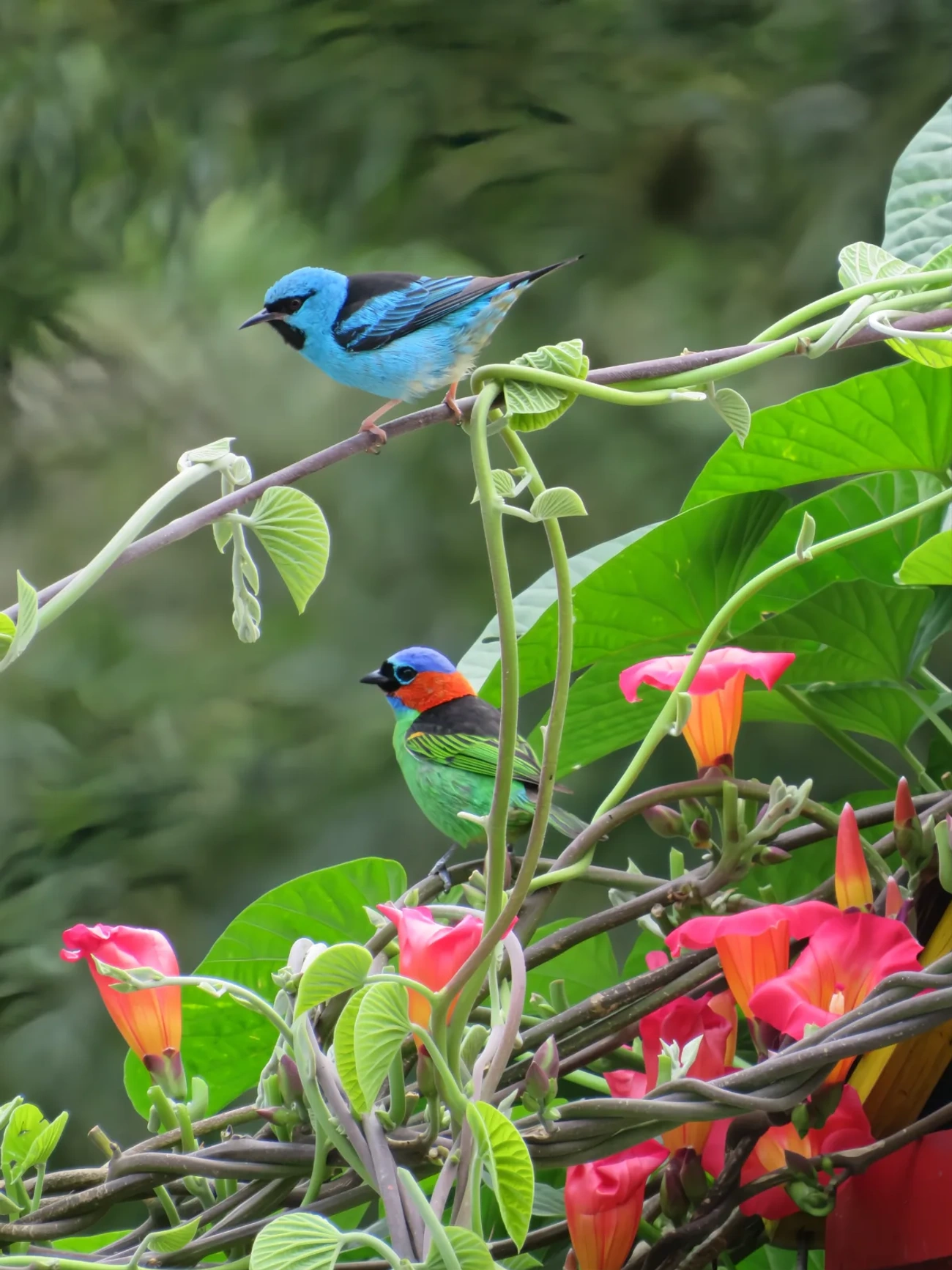 Saí-azul (Dacnis cayana), aves, fotografado em Maresias, São Sebastião