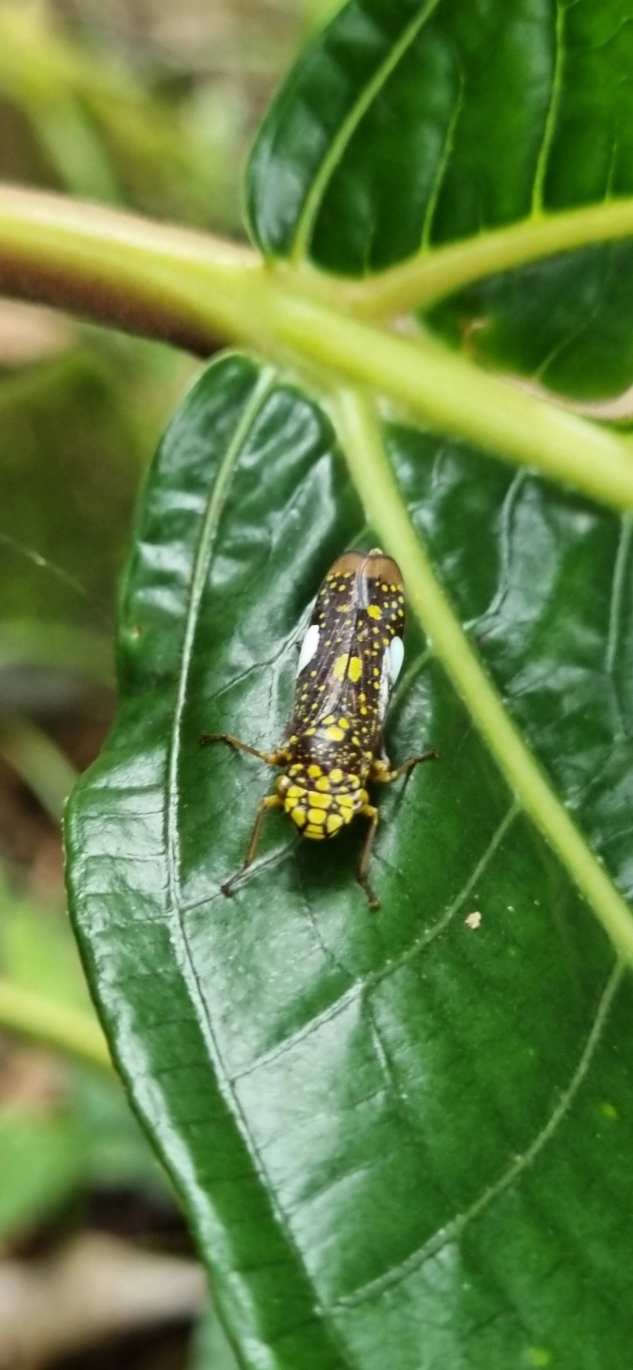 Cigarrinha-de-espinho (Molomea magna), insetos, fotografado em Paúba, São Sebastião