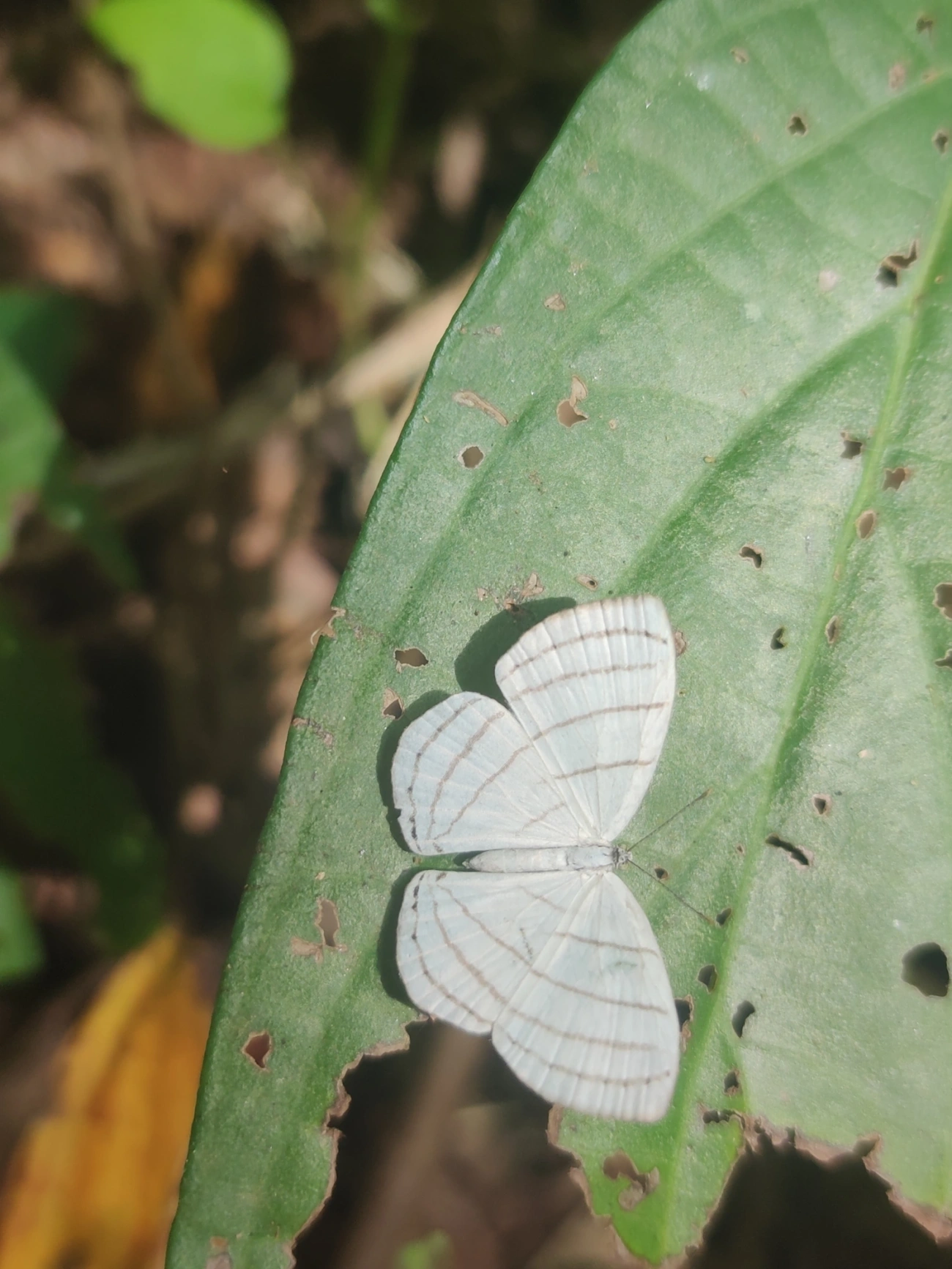Leucochimona icare, insetos, fotografado em São Sebastião