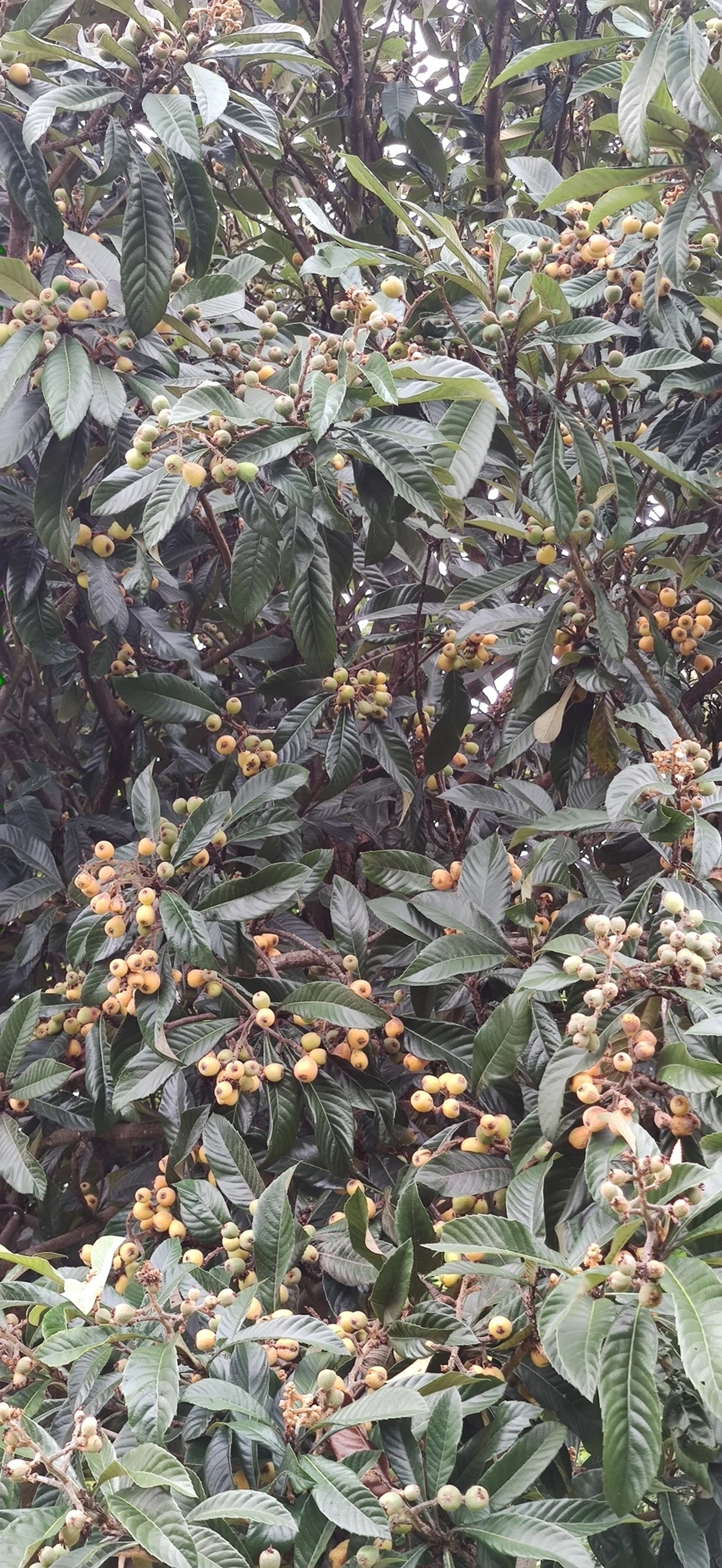 Nêspera (Eriobotrya japonica), plantas, fotografado em Vila Antonina, São Paulo