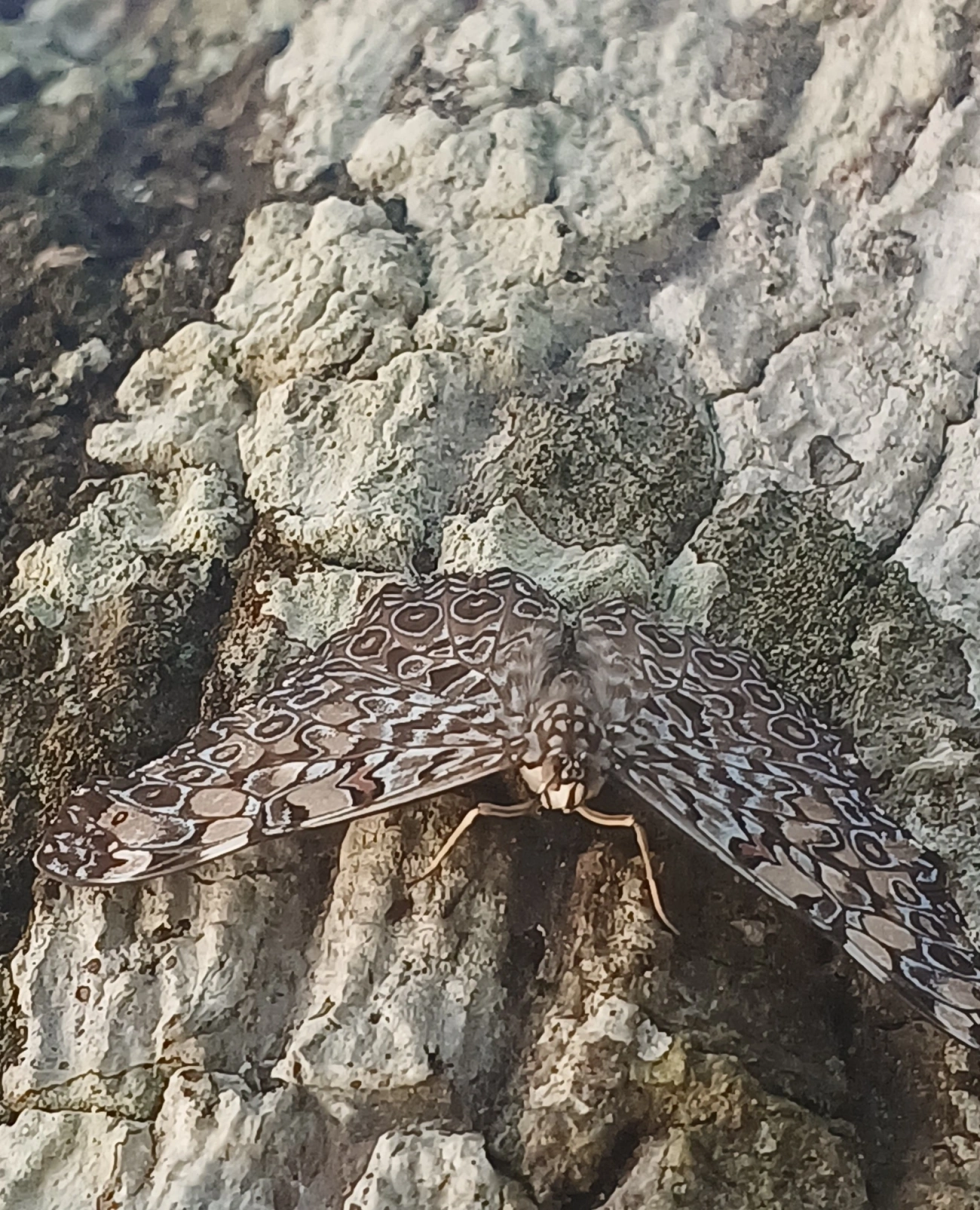 Borboleta-estaladeira (Hamadryas feronia), insetos, fotografado em Maresias, São Sebastião