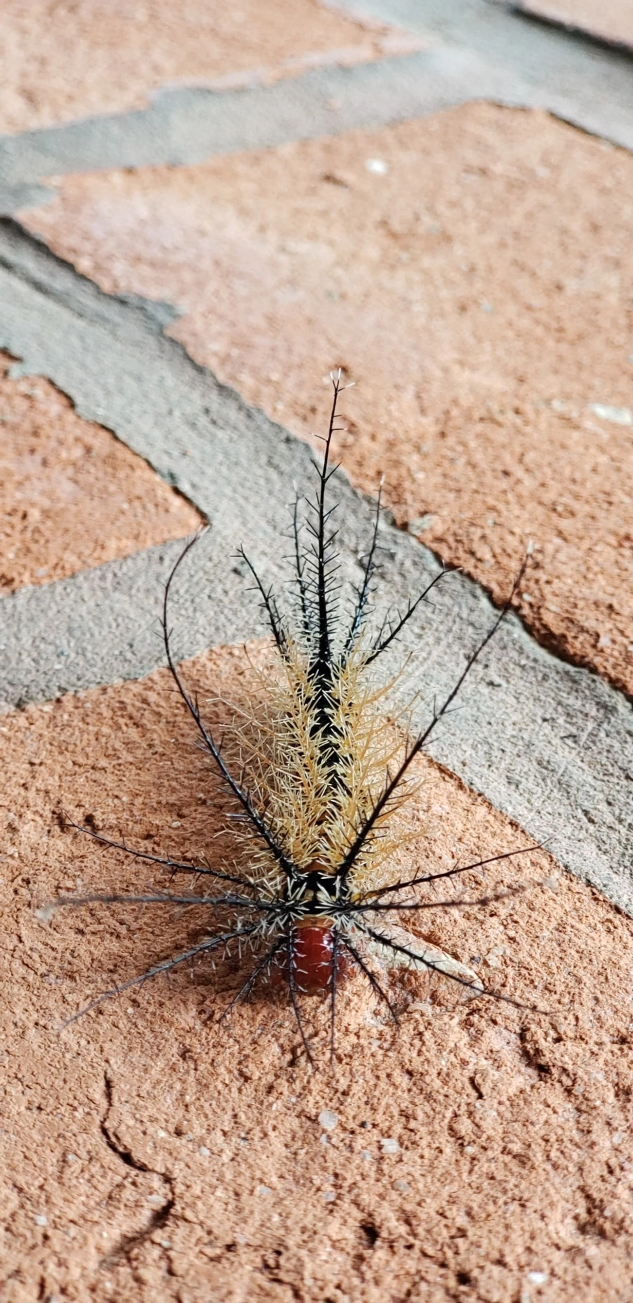 Hemileucinae, insetos, fotografado em Ubatuba