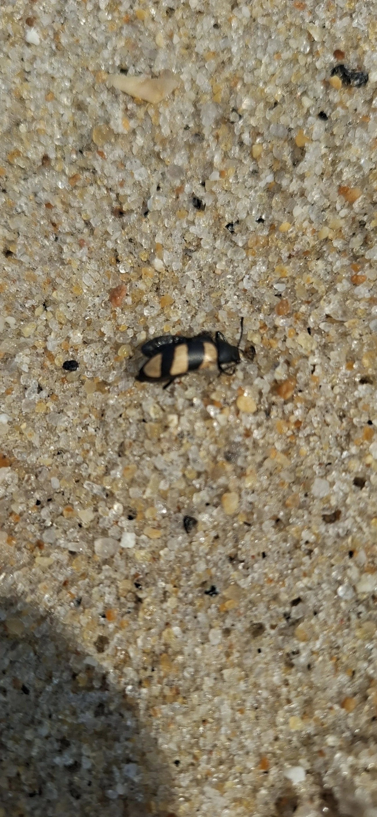 Besouro-serra-pau (Poecilesthus fasciatus), insetos, fotografado em Maresias, São Sebastião