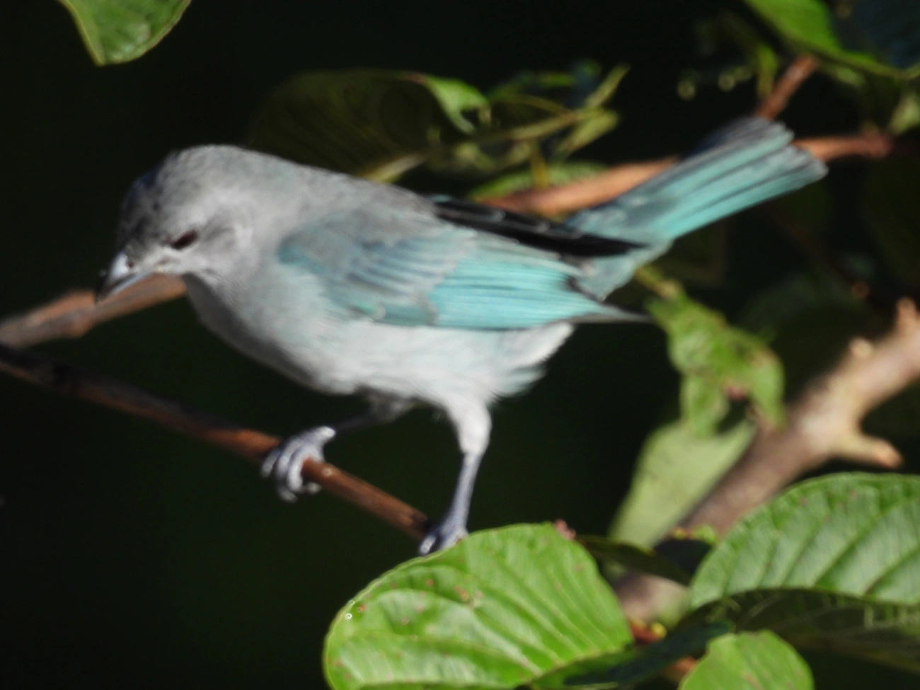 Sanhaço-cinzento (Thraupis sayaca), aves, fotografado em Maresias, São Sebastião