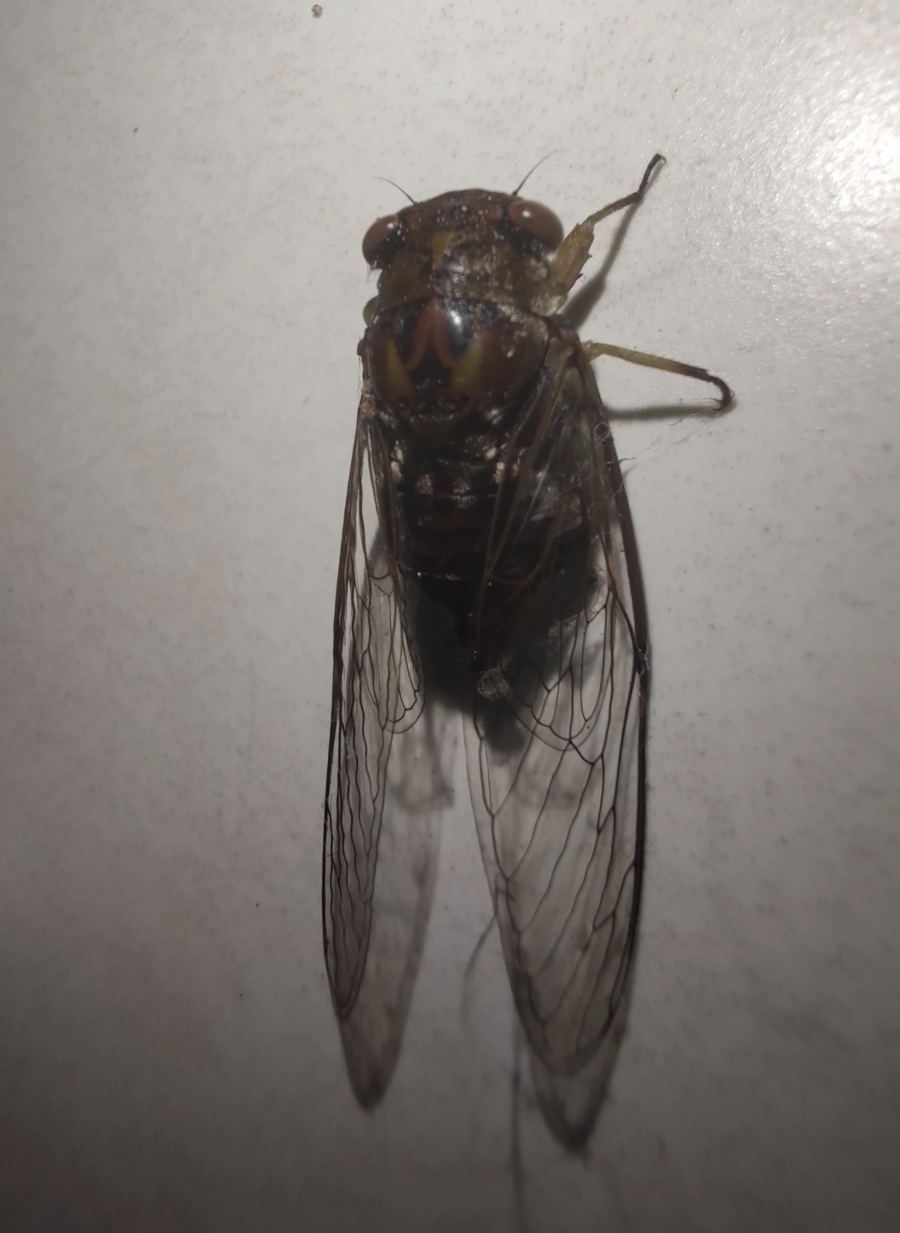 Cigarras (Cicadoidea), insetos, fotografado em Maresias, São Sebastião