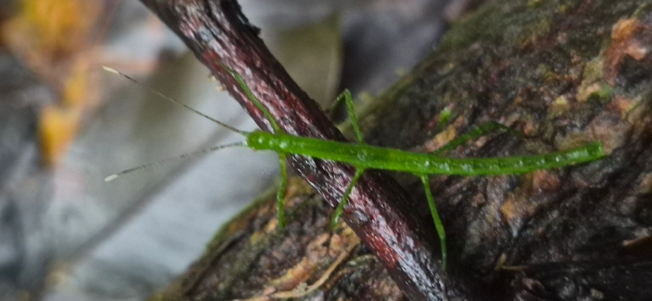 Pygirhynchini, insetos, fotografado em Maresias, São Sebastião