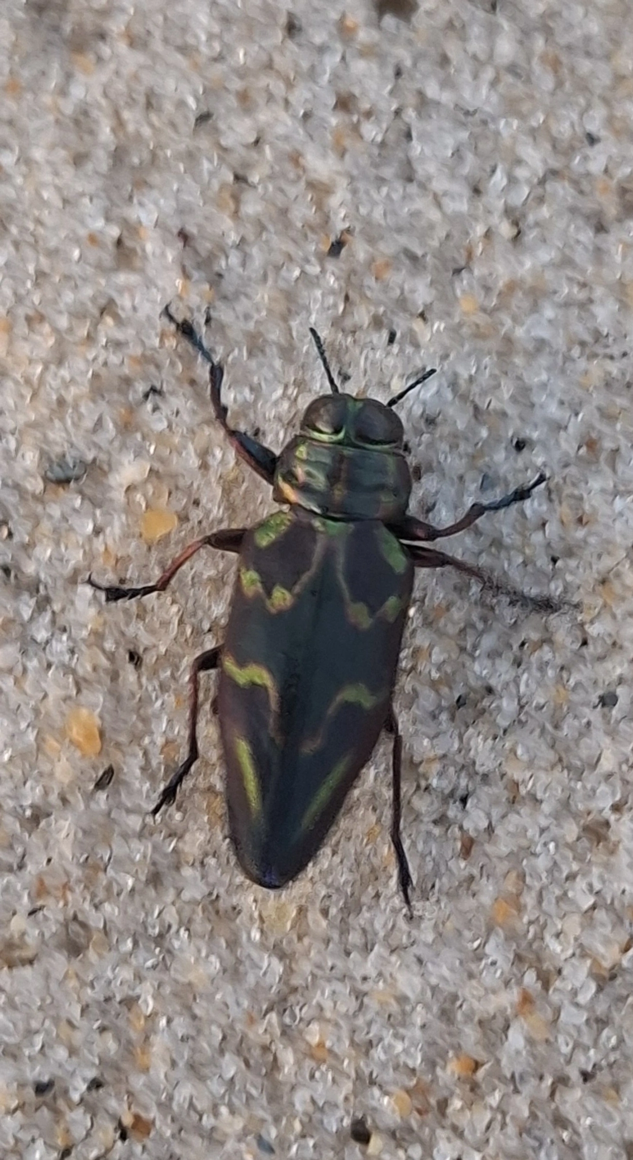 Actenodes nobilis, insetos, fotografado em Maresias, São Sebastião