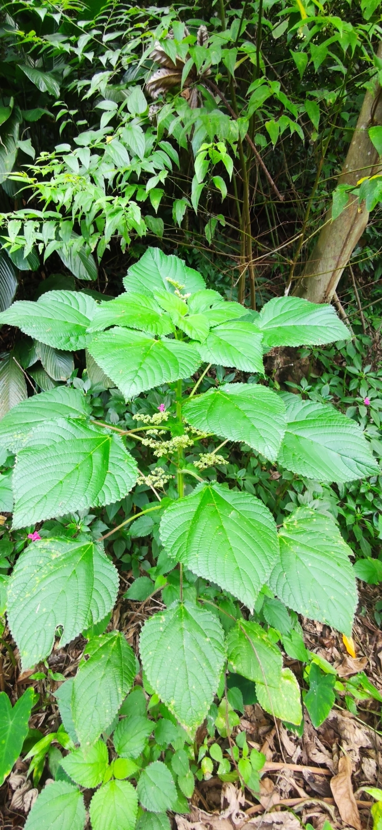 Urtiga-vermelha (Laportea aestuans), plantas, fotografado em Paúba, São Sebastião