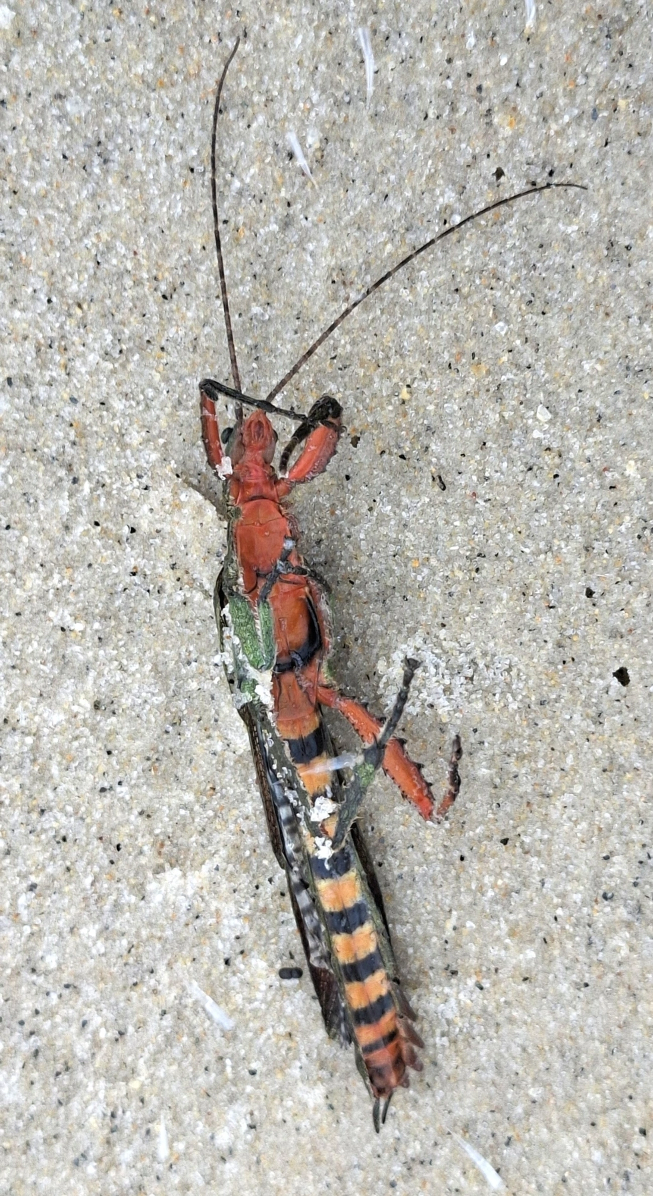 Dragão de Amboina (Prisopus sacratus), insetos, fotografado em São Sebastião