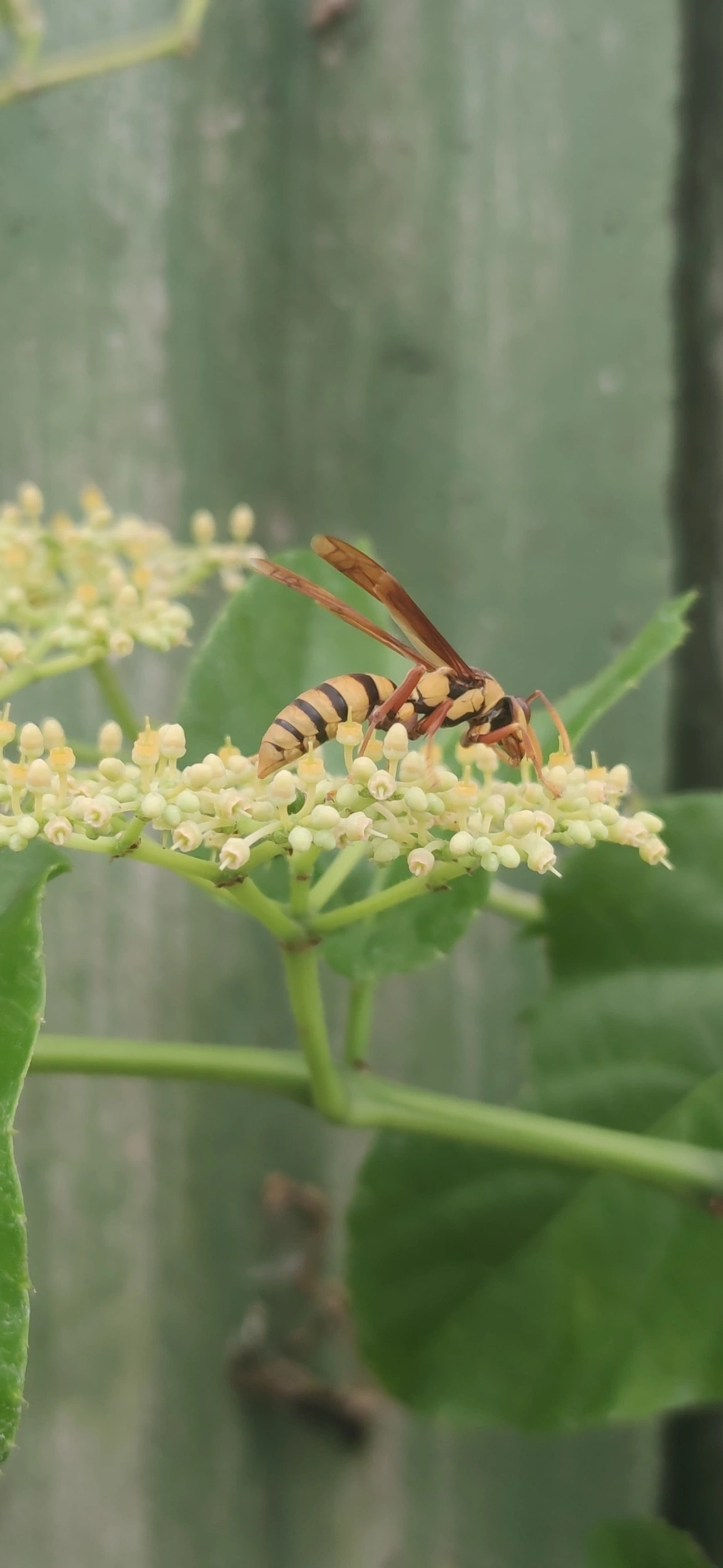 Marimbondo transformador (Polistes carnifex), insetos, fotografado em Indaiá, Caraguatatuba