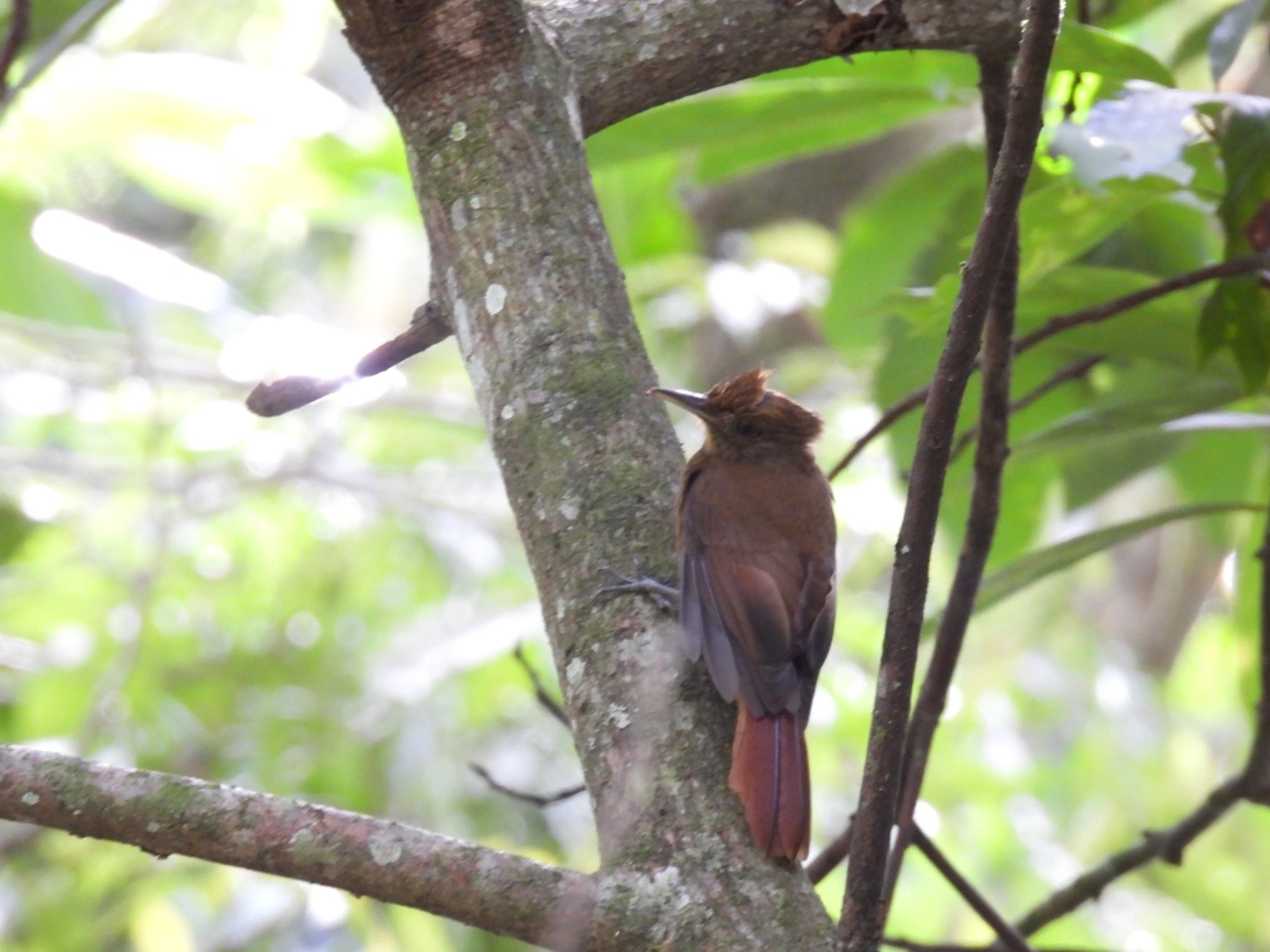 Arapaçu-liso (Dendrocincla turdina), aves, fotografado em Paúba, São Sebastião