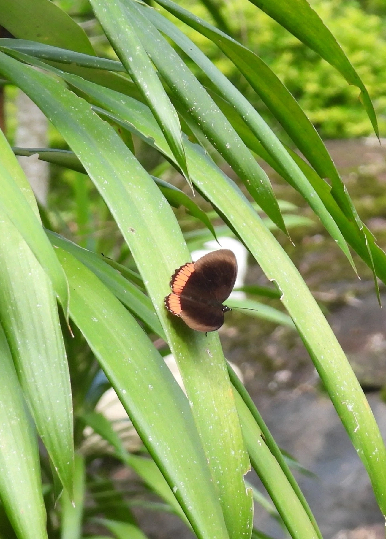 Borboleta-aro-vermelho (Biblis hyperia), insetos, fotografado em Queluz