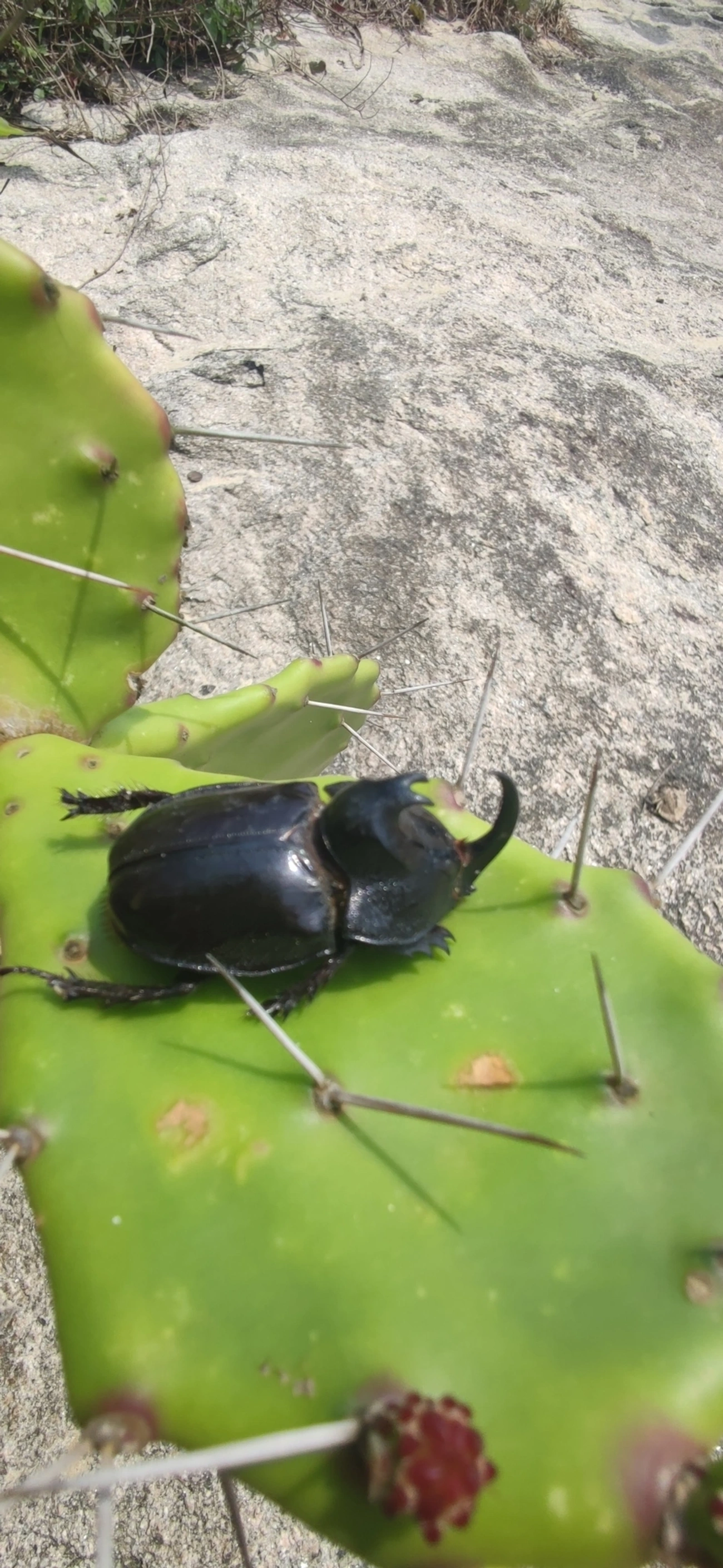 Besouro-rinoceronte (Enema pan), insetos, fotografado em Toque-Toque Grande, São Sebastião