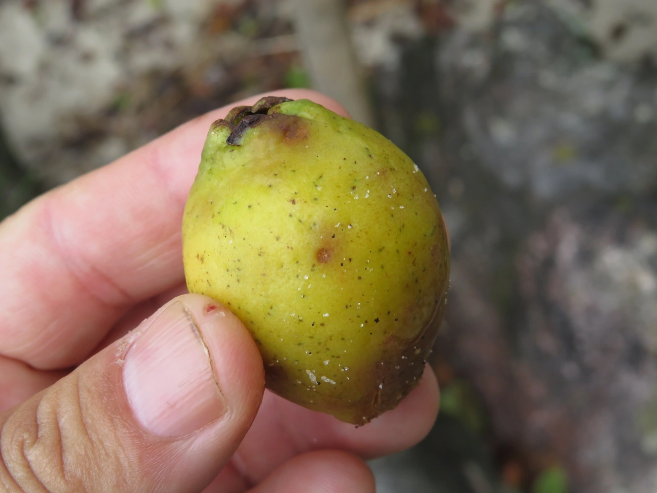 Goiabas (Psidium), plantas, fotografado em Maresias, São Sebastião