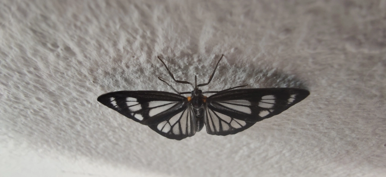 Dioptis restricta, insetos, fotografado em Maresias, São Sebastião