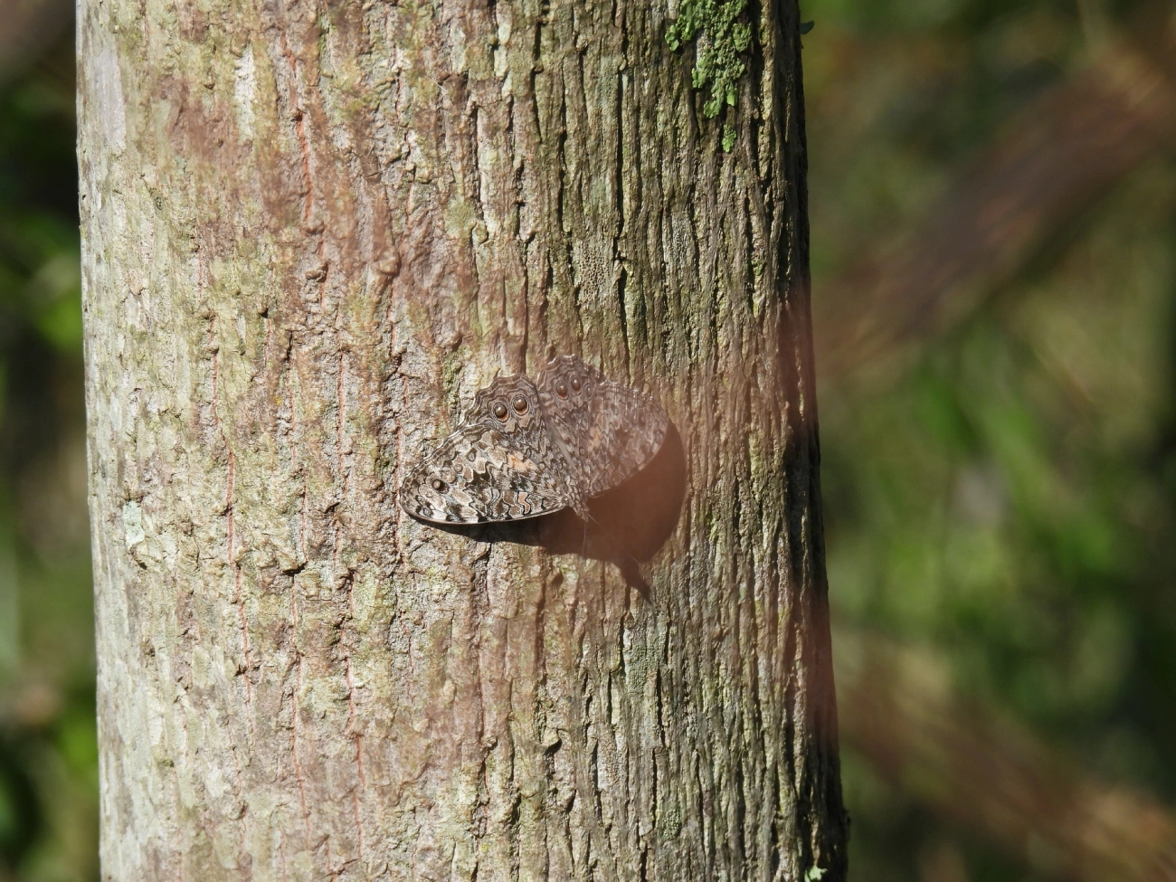 Estaladeira-cinzenta (Hamadryas februa), insetos, fotografado em Bragança Paulista