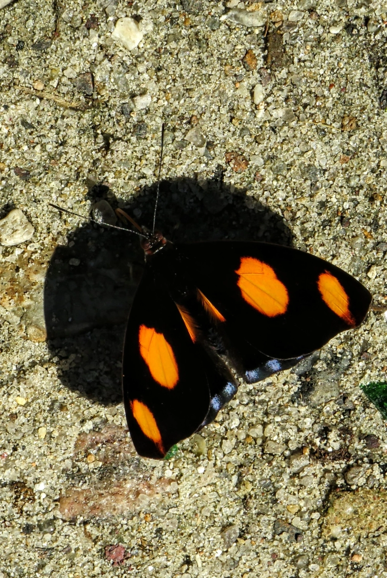 Bandeira-azulada (Catonephele numilia), insetos, fotografado em Maresias, São Sebastião