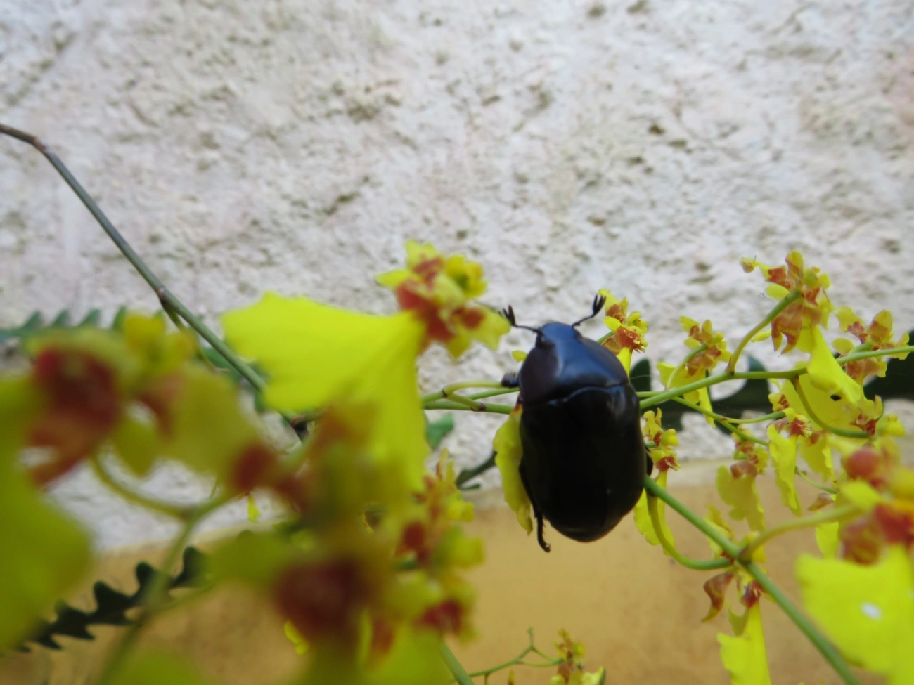 Macraspis, insetos, fotografado em Caraguatatuba