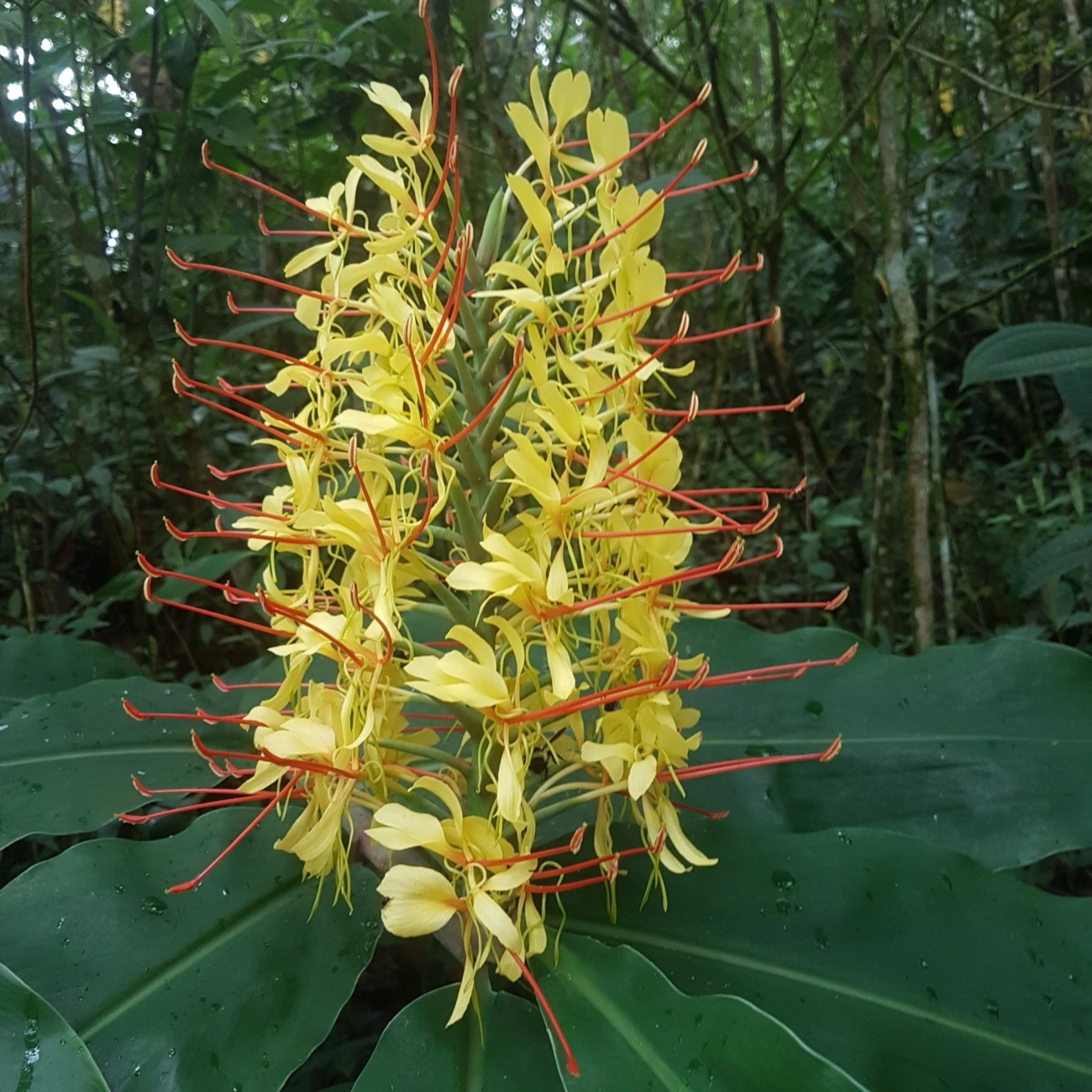 Conteira (Hedychium gardnerianum), plantas, fotografado em Visconde de Mauá