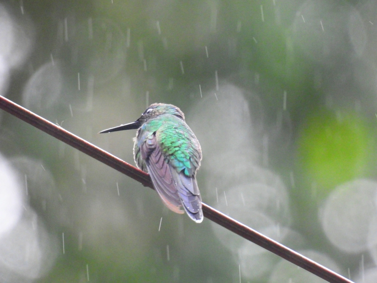 Thalurania, aves, fotografado em Maresias, São Sebastião