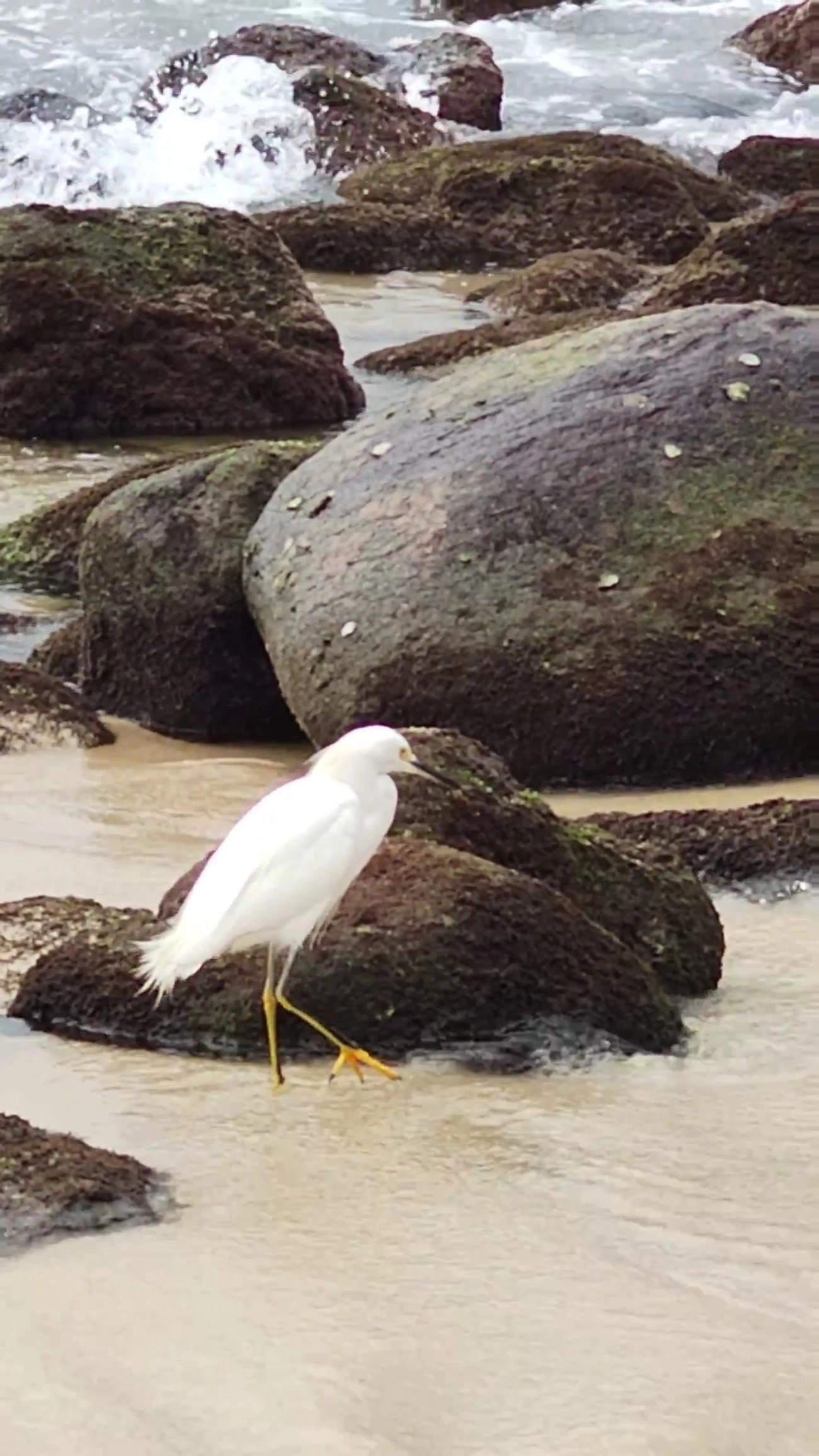 Garça-branca-pequena (Egretta thula), aves, fotografado em Maresias, São Sebastião