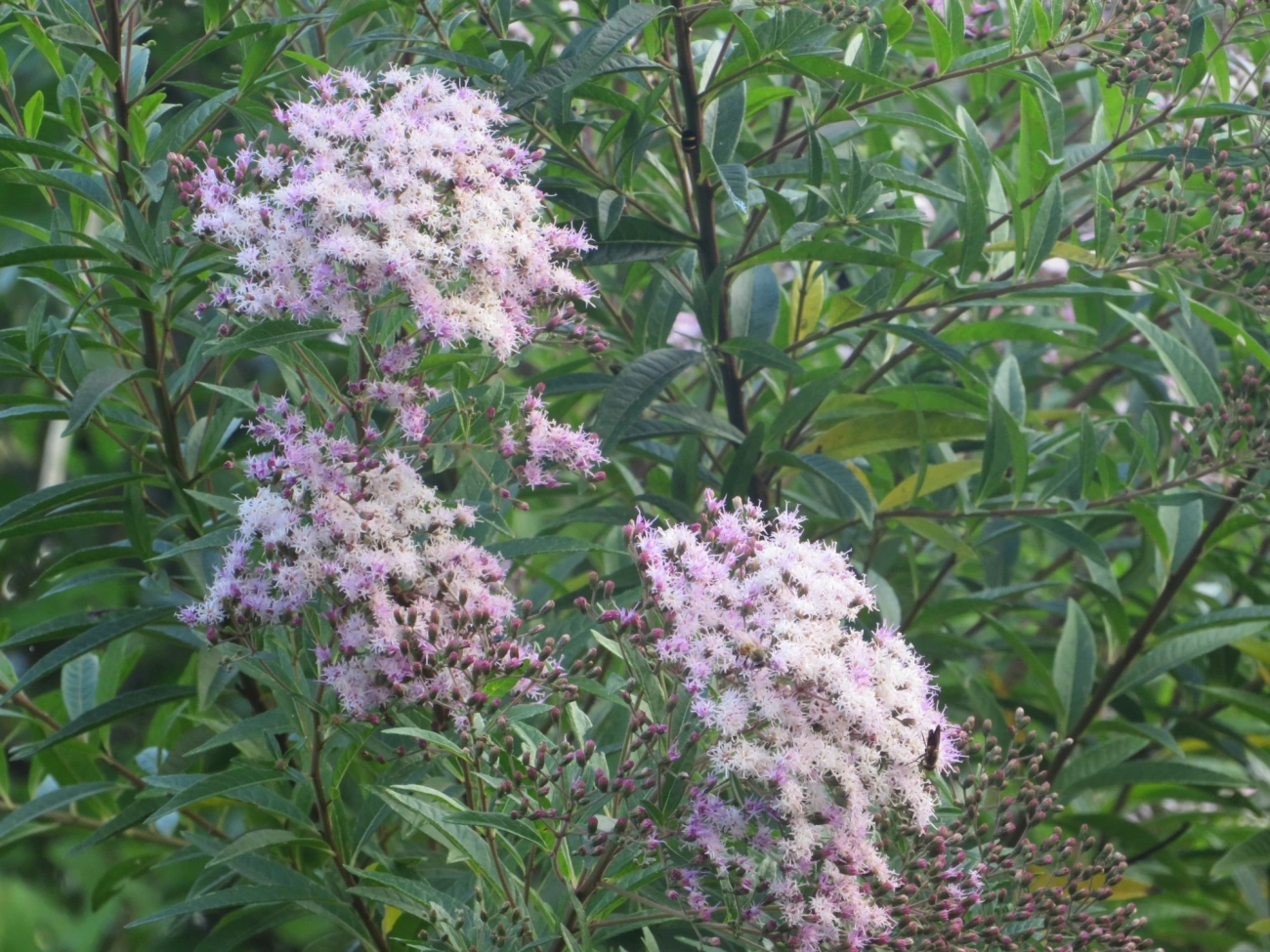 Assa-peixes (Vernonanthura), plantas, fotografado em Maresias, São Sebastião
