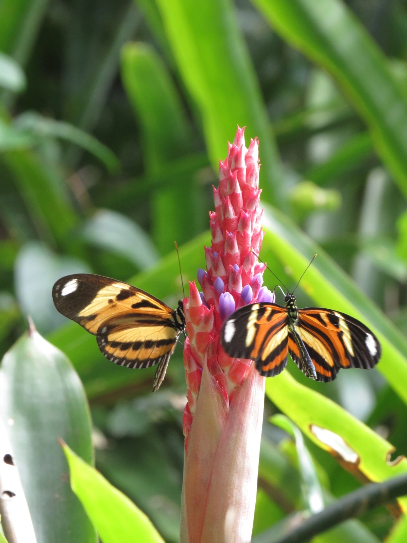 Maria-boba (Heliconius ethilla), insetos, fotografado em Maresias, São Sebastião