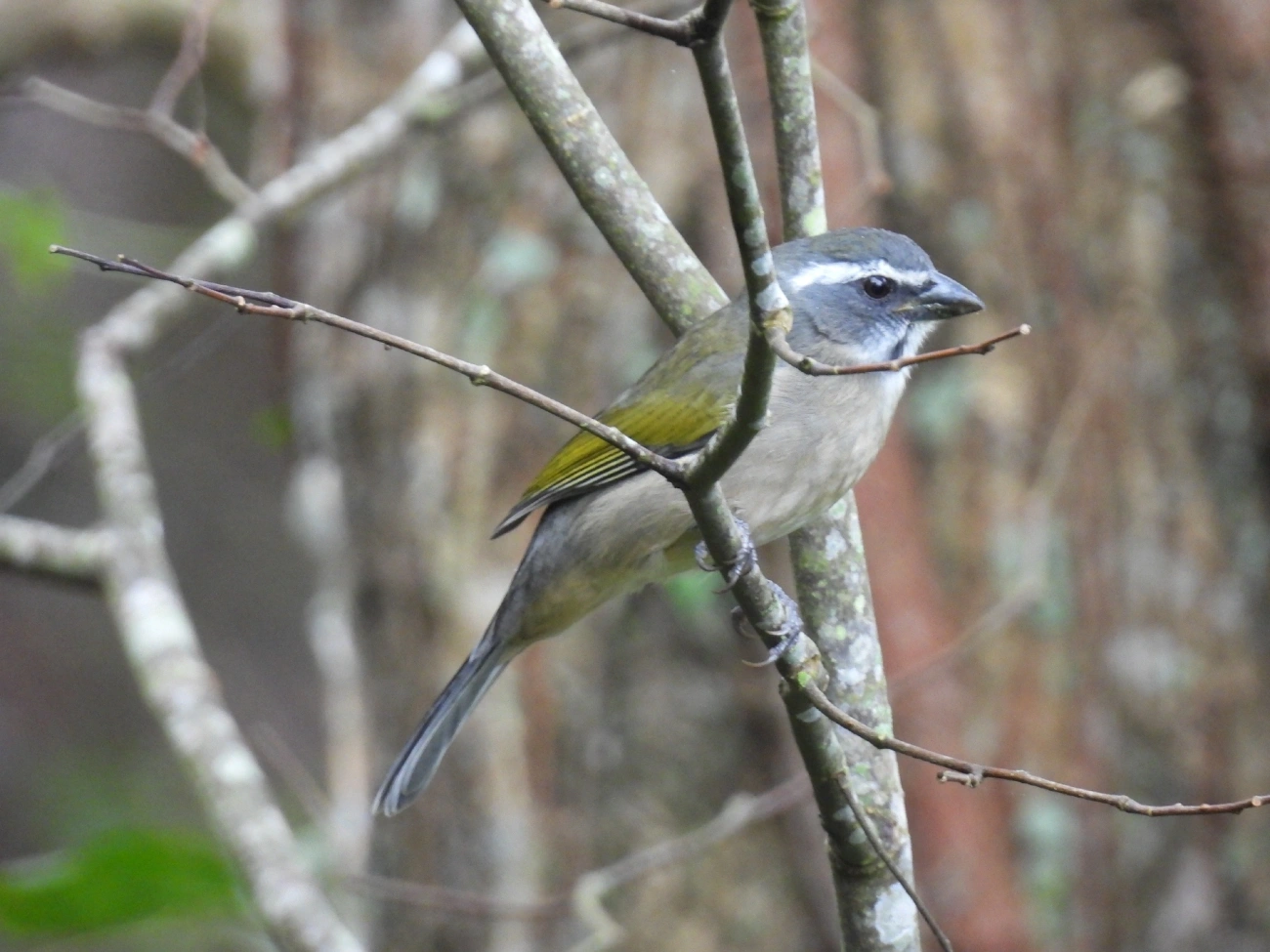 Trinca-ferro-verdadeiro (Saltator similis), aves, fotografado em Catuçaba, São Luíz do Paraitinga