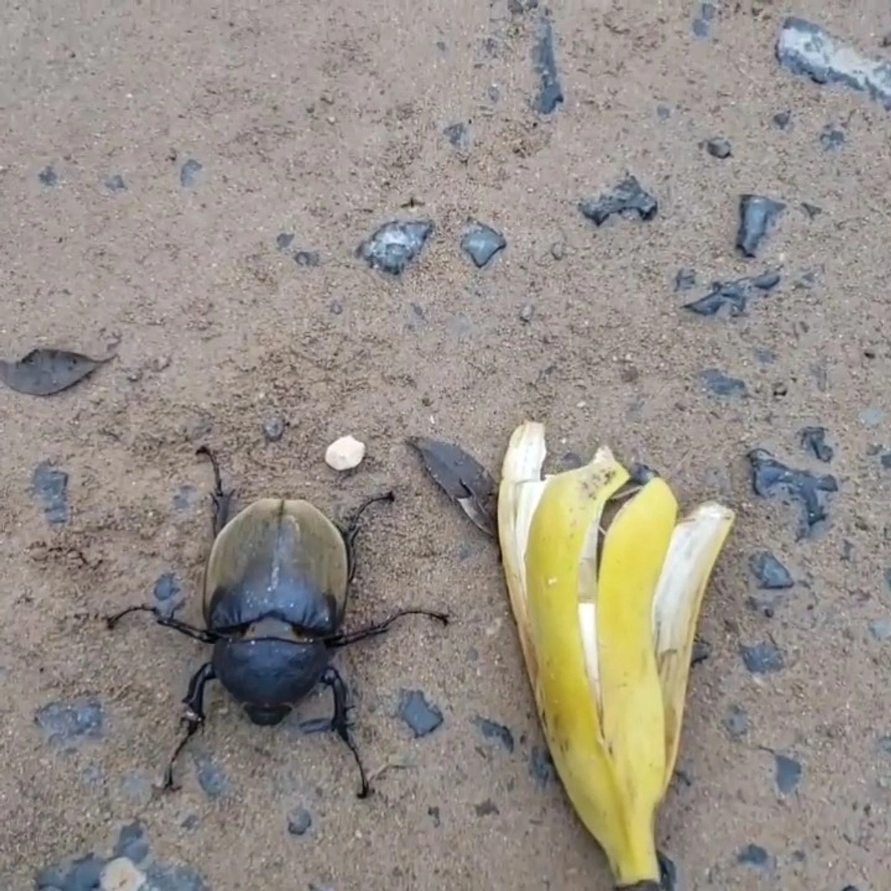 Besouro-Anúbis (Megasoma anubis), insetos, fotografado em Maresias, São Sebastião