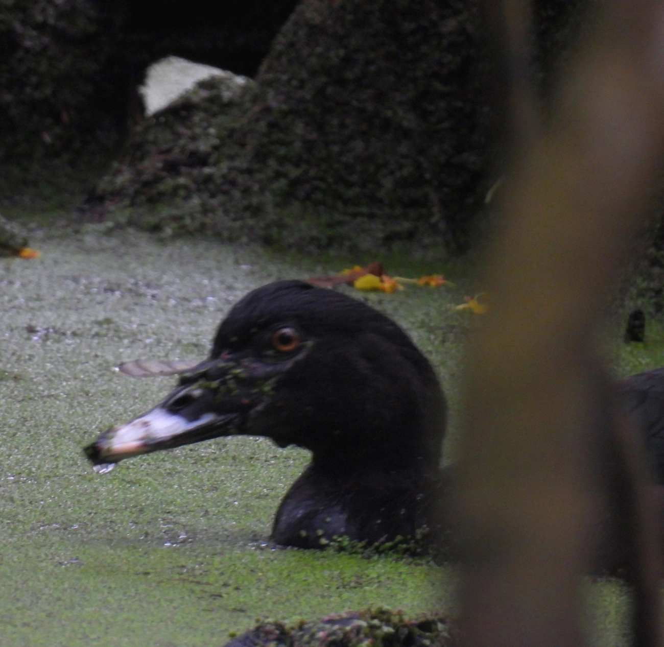 Pato-do-mato (Cairina moschata), aves, fotografado em Maresias, São Sebastião