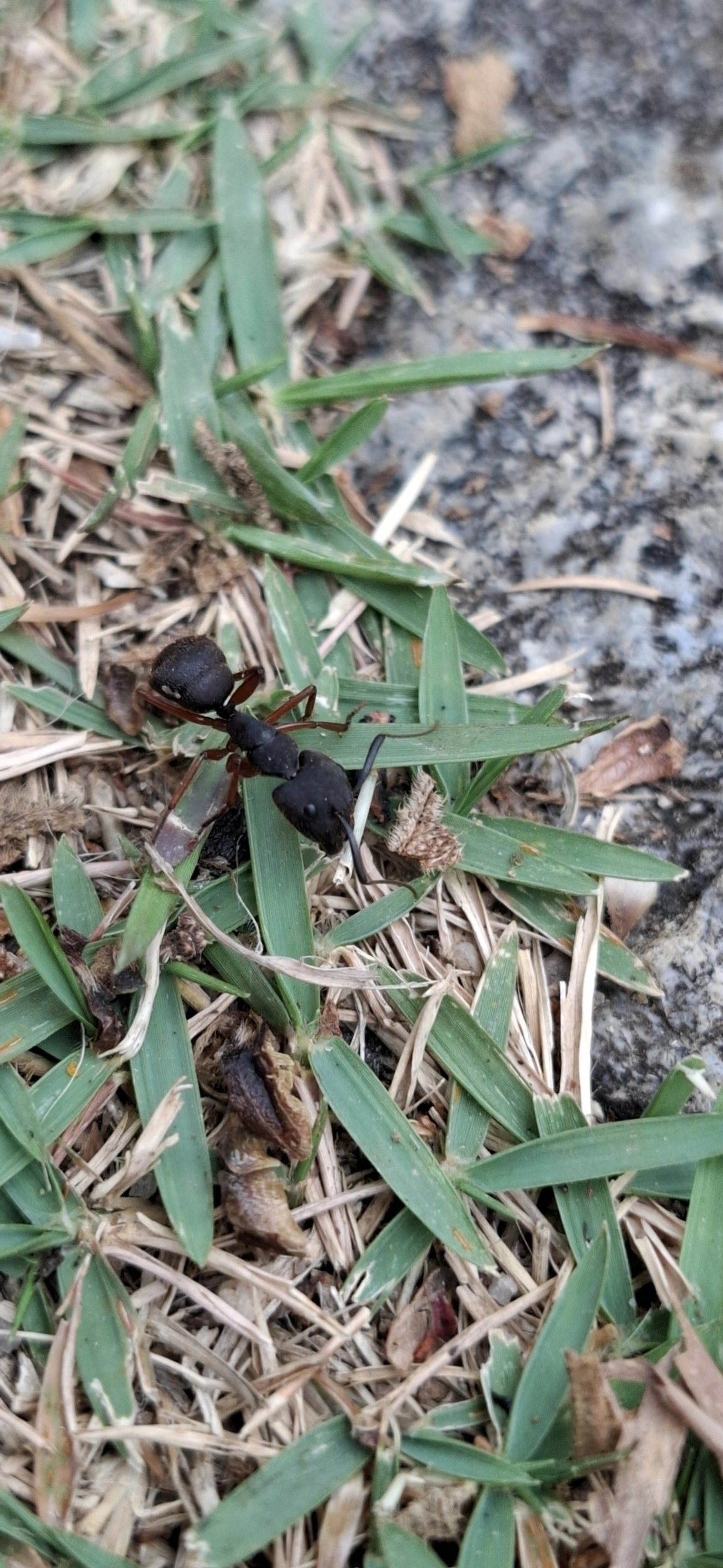 Sarassará-de-pernas-ruivas (Camponotus rufipes), insetos, fotografado em Itamonte