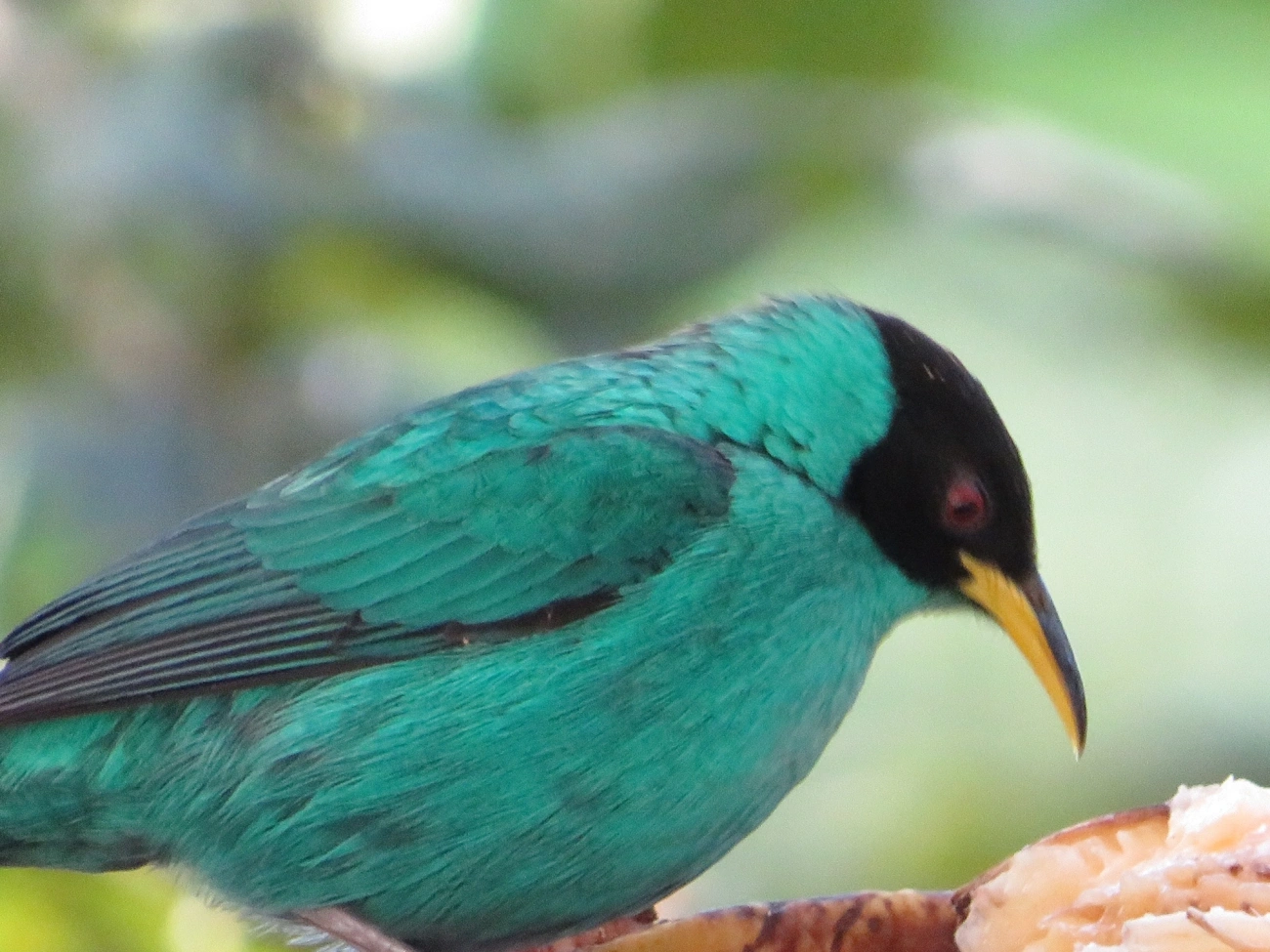Saí-verde (Chlorophanes spiza), aves, fotografado em Maresias, São Sebastião