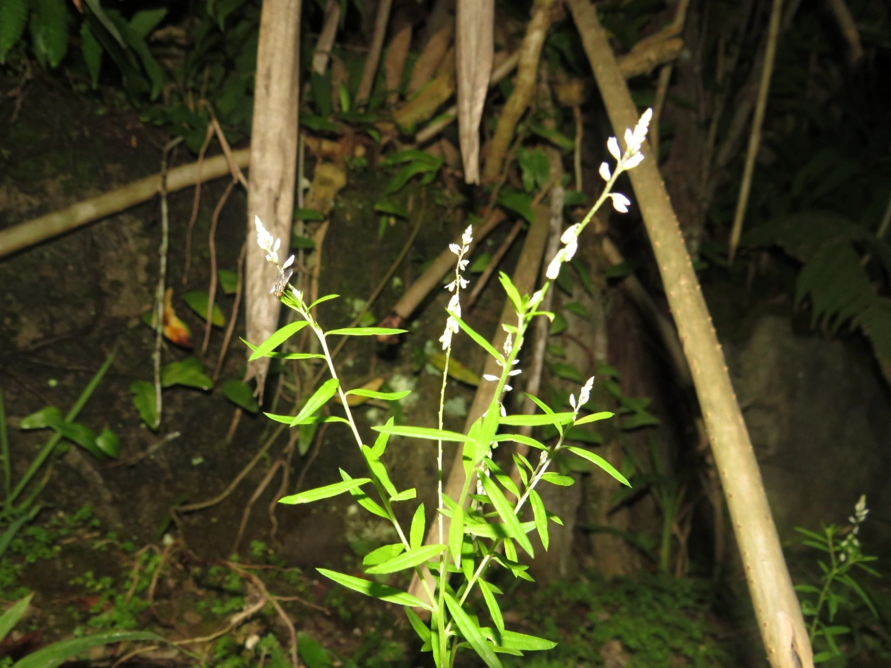 Barba-de-são-pedro (Senega paniculata), plantas, fotografado em Maresias, São Sebastião