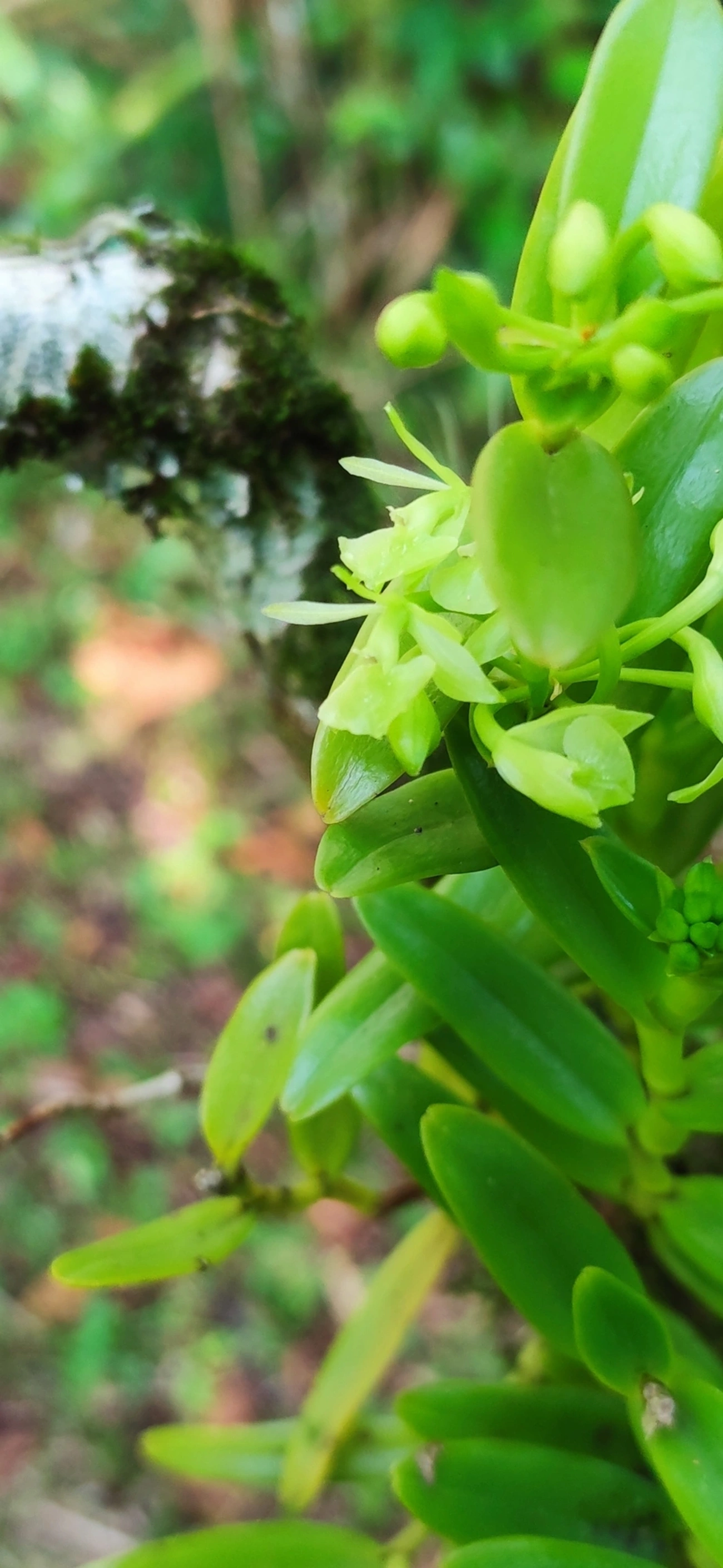 Epidendrum difforme, plantas, fotografado em Maresias, São Sebastião