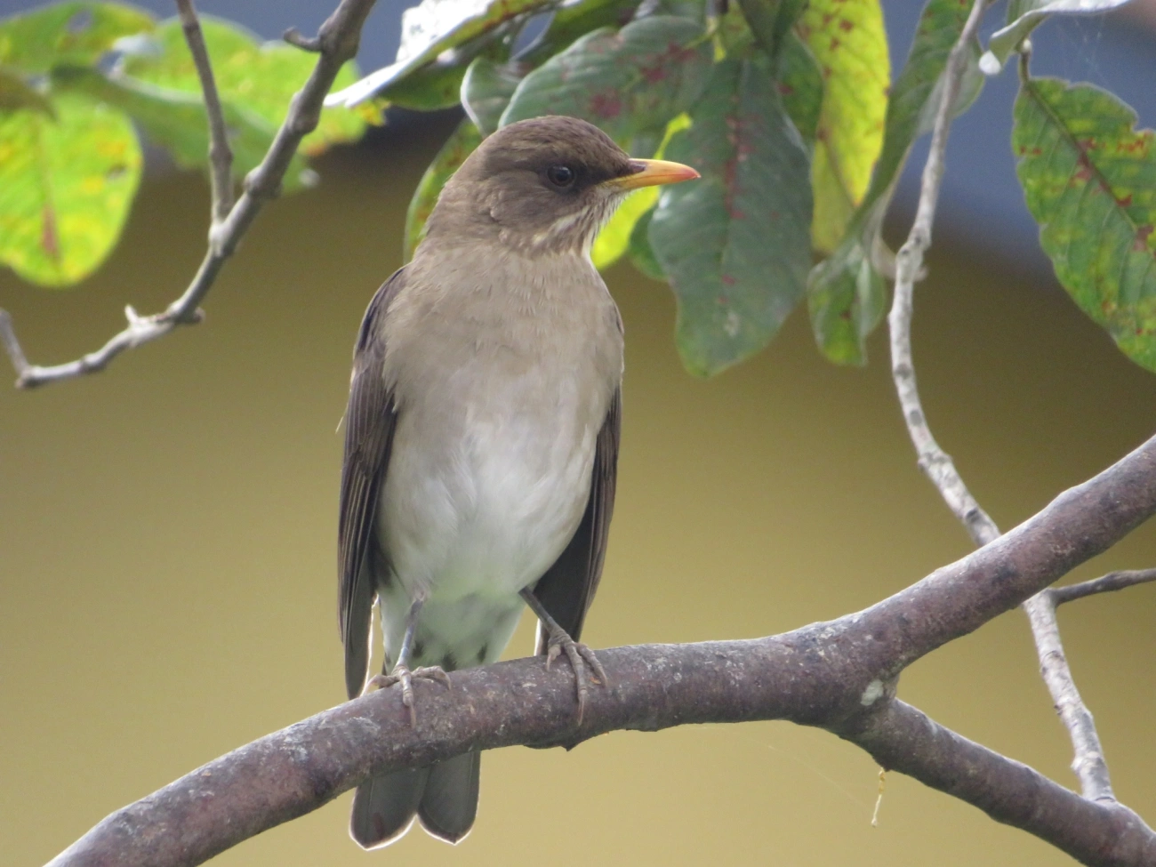 Sabiá-poca (Turdus amaurochalinus), aves, fotografado em Maresias, São Sebastião