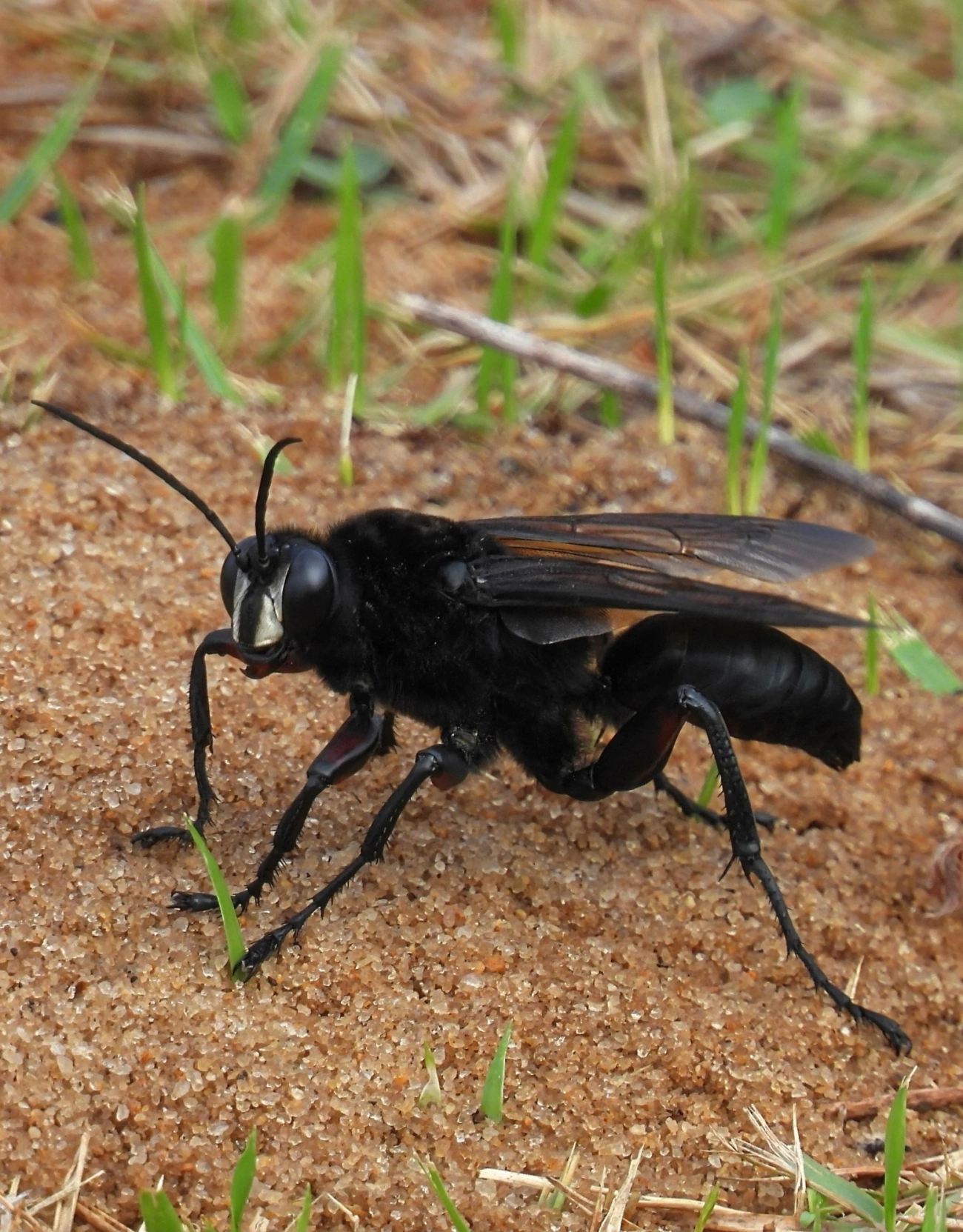 Vespa-caçadora (Sphex ingens), insetos, fotografado em Maresias, São Sebastião