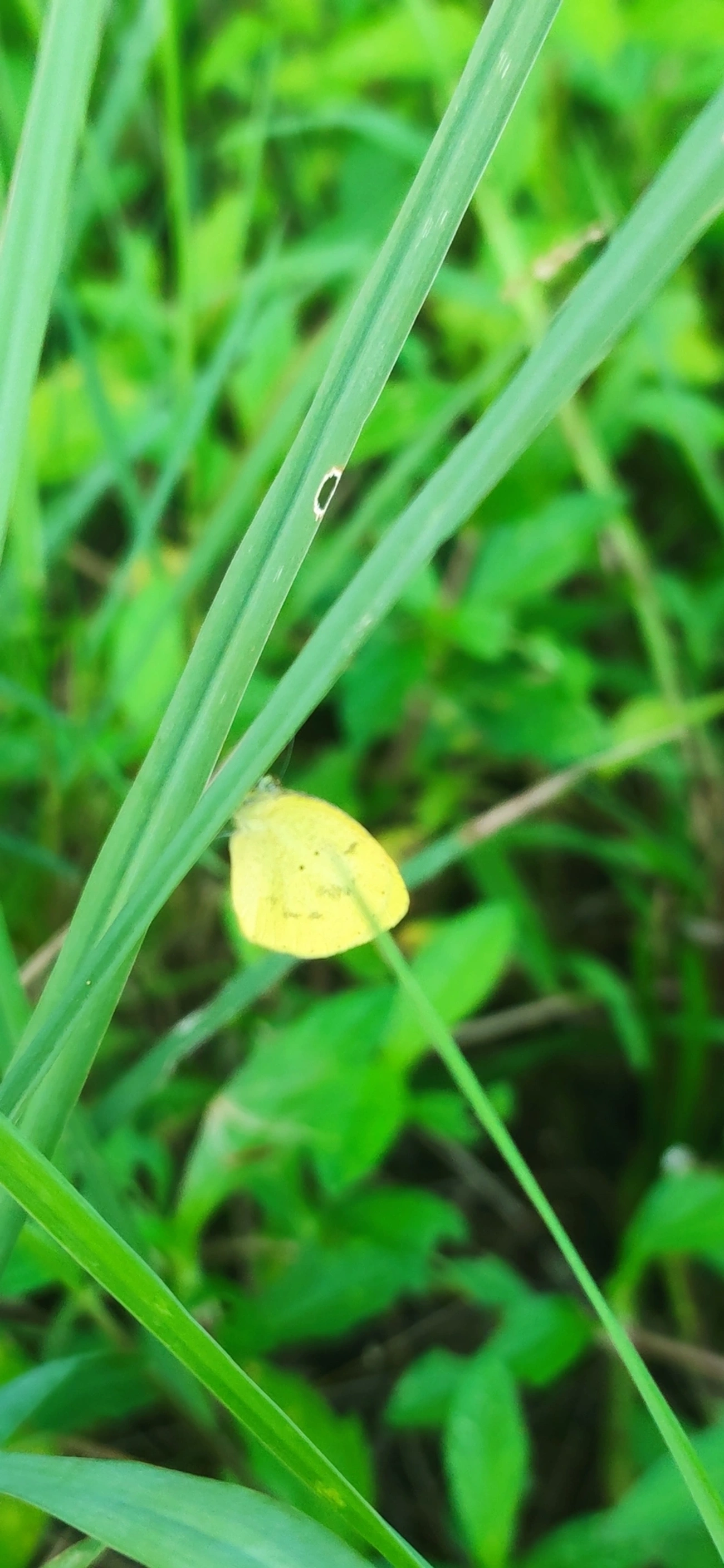 Amarelinha (Eurema nise), insetos, fotografado em Maresias, São Sebastião
