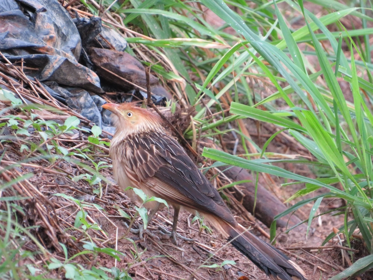 Anu-branco (Guira guira), aves, fotografado em Indaiá, Caraguatatuba
