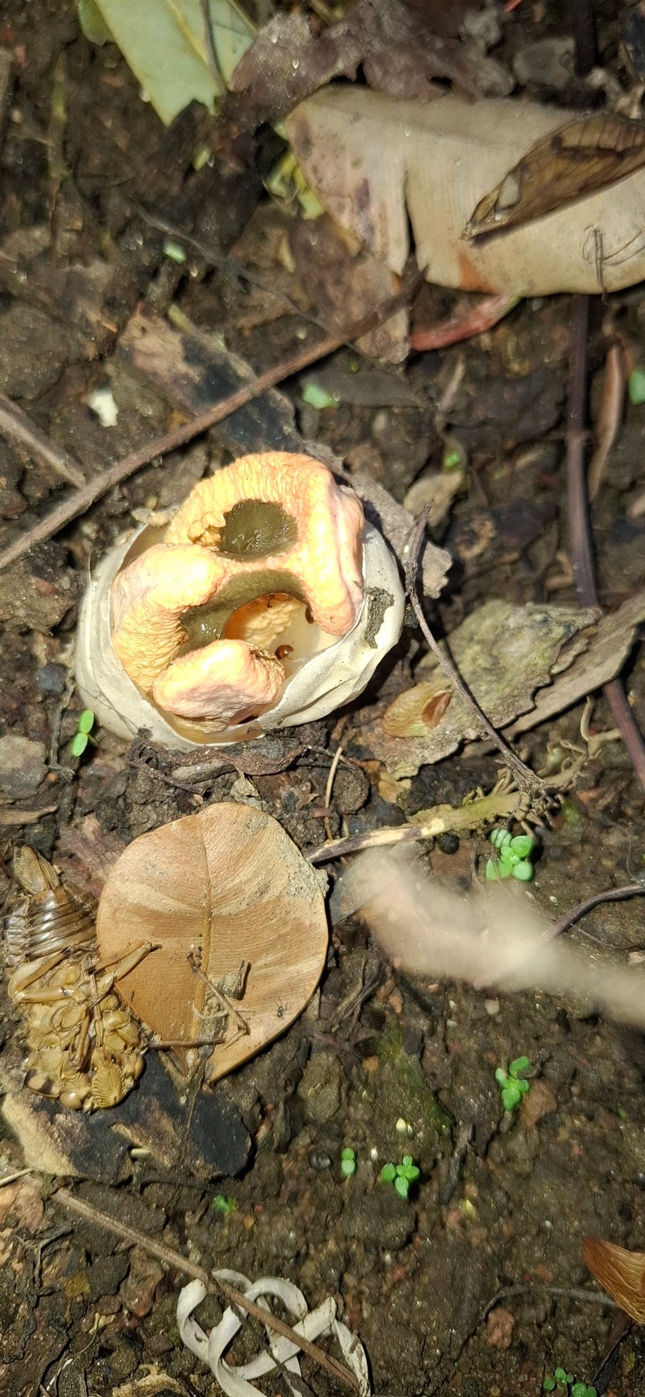 Cogumelo-fedorento-colunar (Clathrus columnatus), fungos, fotografado em Maresias, São Sebastião