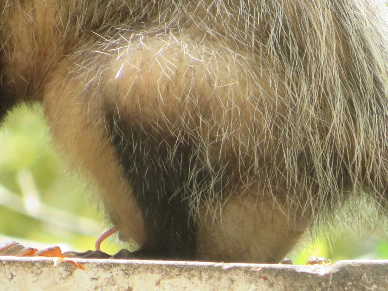 Gambá-de-orelha-preta (Didelphis aurita), mamíferos, fotografado em Maresias, São Sebastião