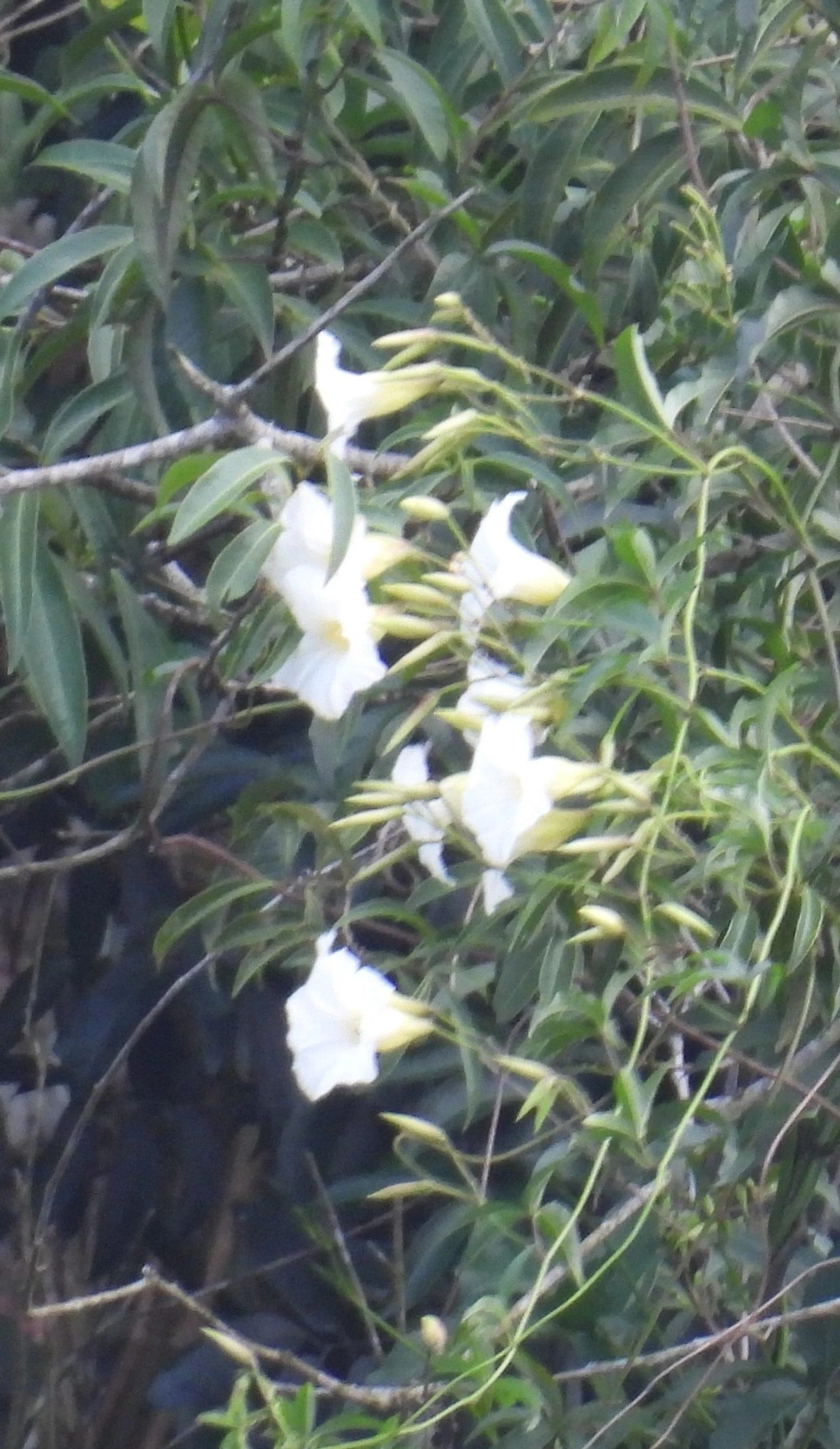 Distimake, plantas, fotografado em Cabreúva
