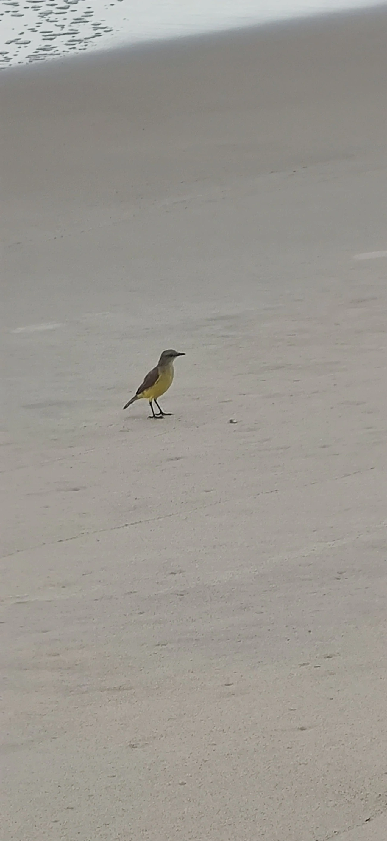 Suiriri-cavaleiro (Machetornis rixosa), aves, fotografado em Maresias, São Sebastião