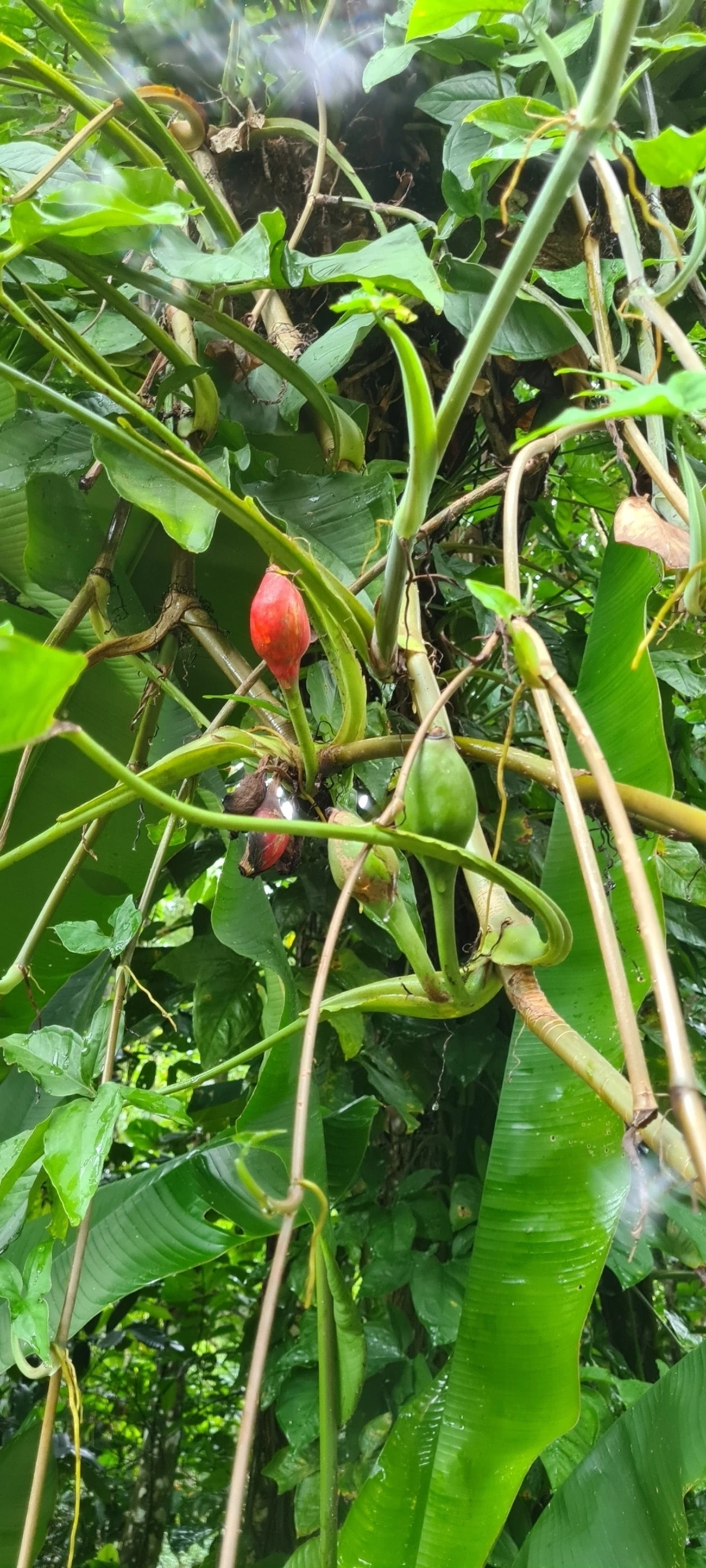 Syngonium macrophyllum, plantas, fotografado em Maresias, São Sebastião