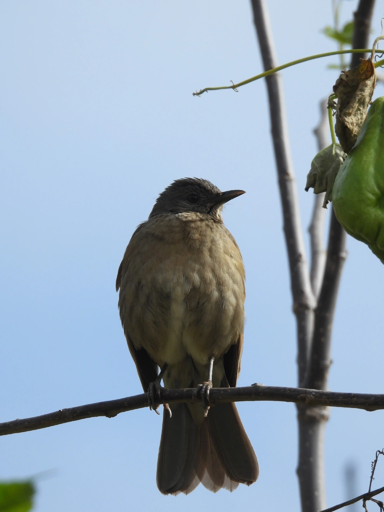 Sabiá-barranco (Turdus leucomelas), aves, fotografado em Catuçaba, São Luíz do Paraitinga