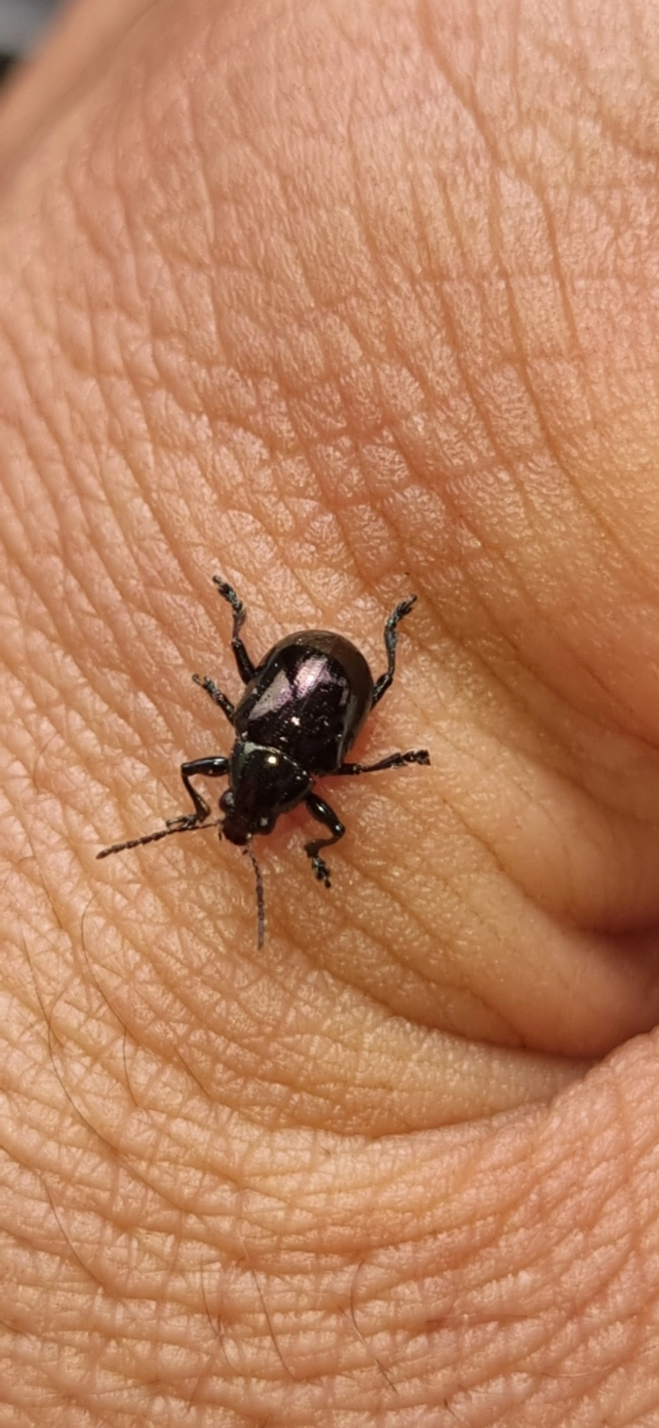 Typophorus, insetos, fotografado em Maresias, São Sebastião