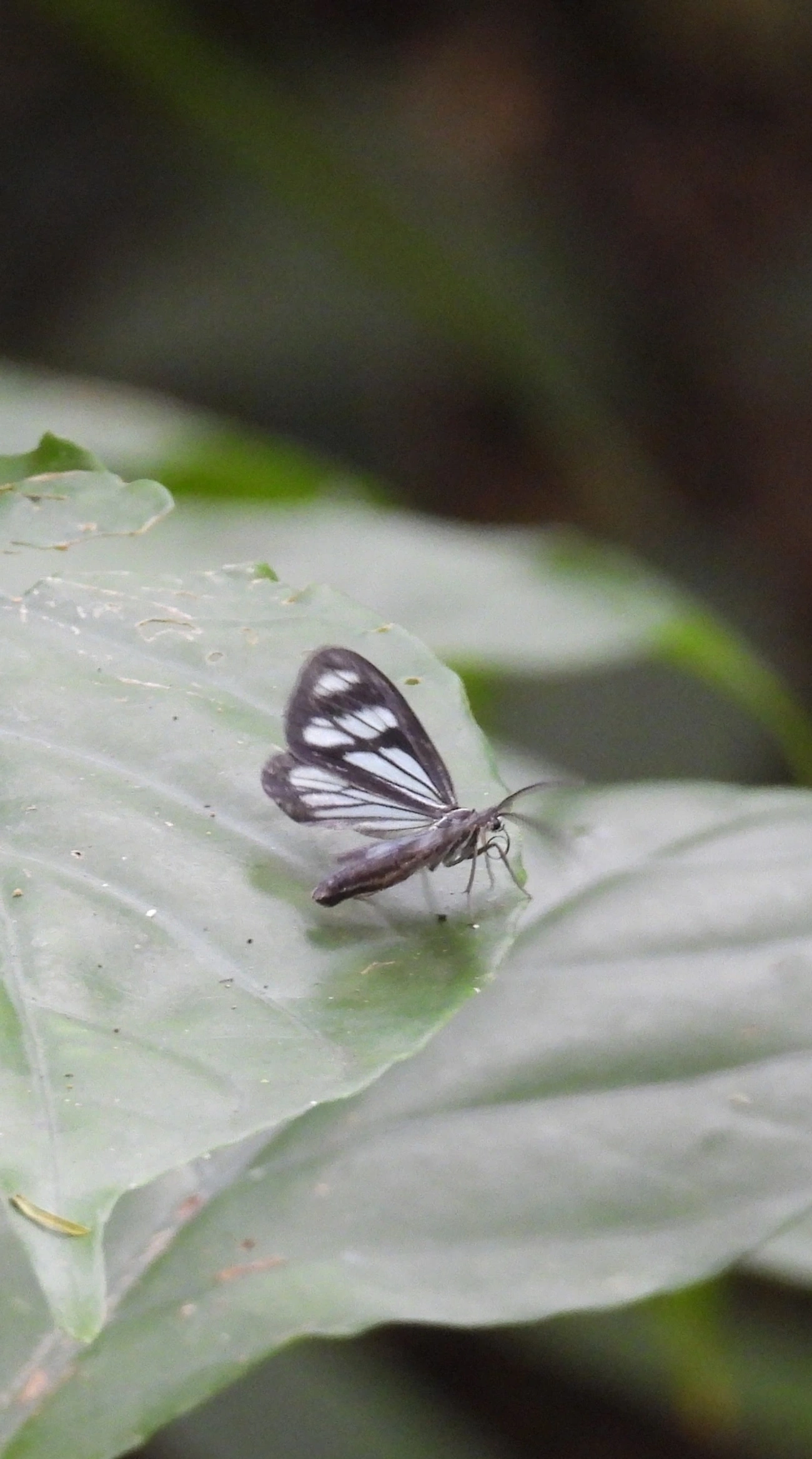 Dioptis, insetos, fotografado em Maresias, São Sebastião