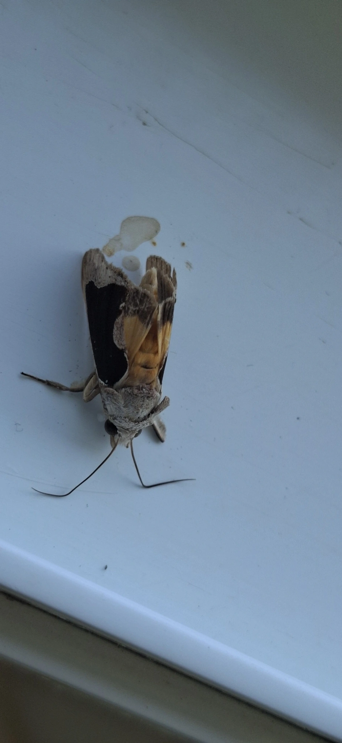 Gonodonta, insetos, fotografado em Américo de Campos