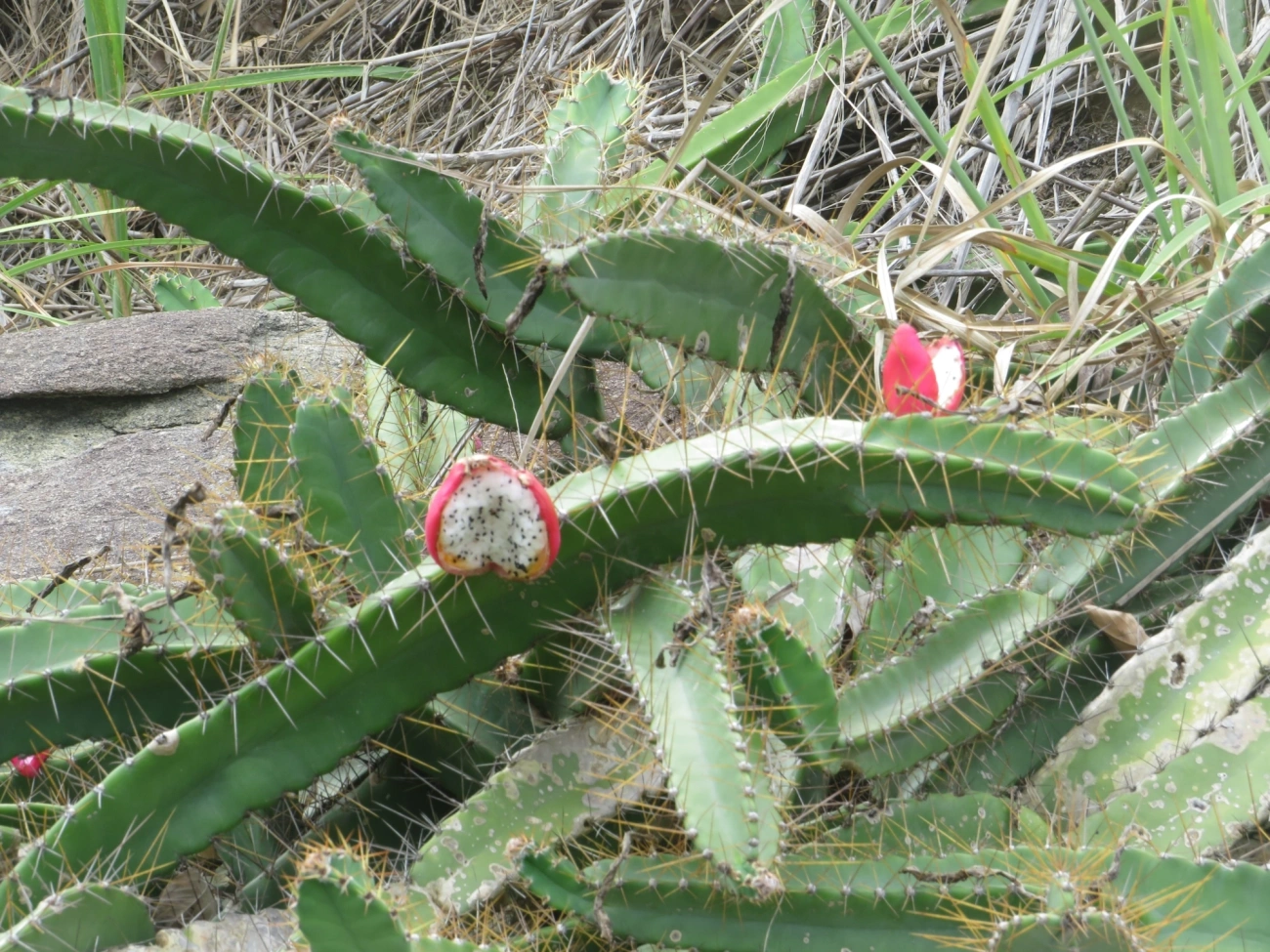 Mandacaru-da-praia (Cereus fernambucensis), plantas, fotografado em Ilhabela