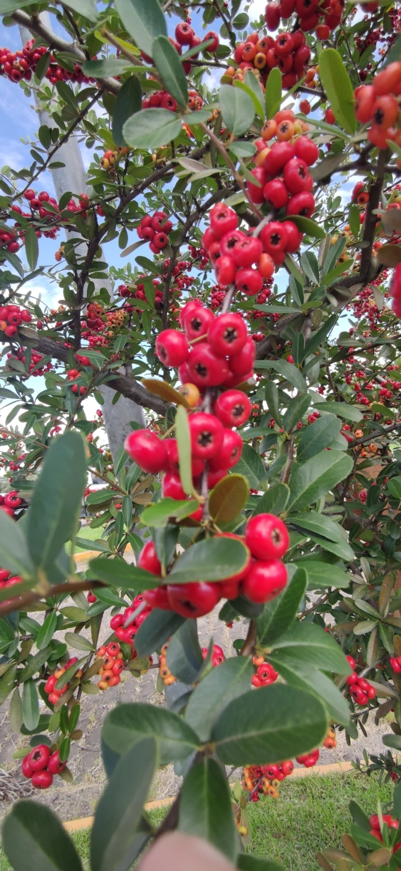 Sarça-ardente (Pyracantha coccinea), plantas, fotografado em Itaquaquecetuba